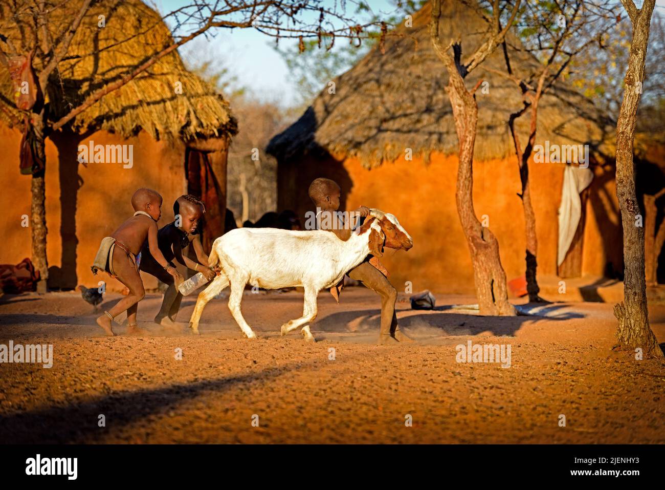 Himba bambini che mungono capra, Namibia Foto Stock