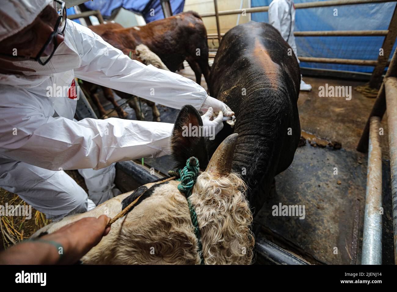 Bandung, Indonesia. 27th giugno 2022. I veterinari della Bandung City Food Security and Agriculture Office hanno iniettato un vaccino per la malattia dello zoccoli e della bocca nei bovini. Il Ministero dell'Agricoltura della Repubblica di Indonesia ha osservato che attualmente la malattia della bocca e delle unghie si è diffusa a 19 province e 215 città/regenze. Sulla base di dati, ci sono 232.542 casi di malattia della bocca e delle unghie. I restanti casi attivi sono 153.618, 75.350 recuperati, 2.248 tagliati condizionalmente e 1.333 morti. (Credit Image: © Agvi Firdaus/ZUMA Press Wire Service) Foto Stock