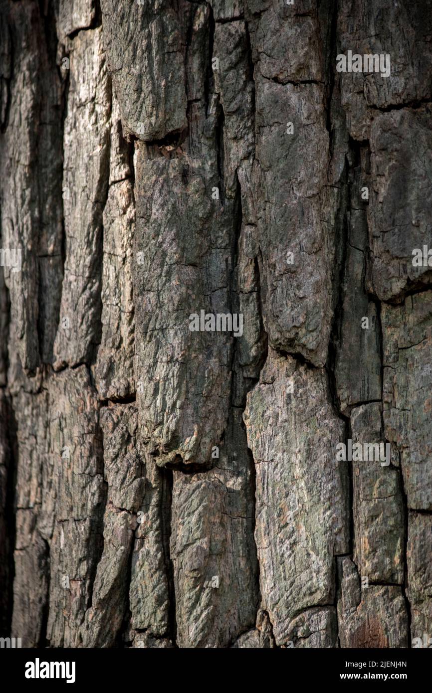 dettaglio di un tronco d'albero. Consistenza della corteccia Foto Stock