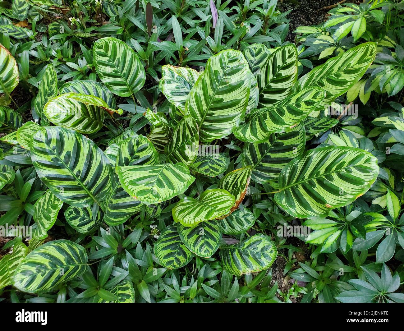 Belle foglie variegate e verdi di Calathea Zebrina Foto Stock