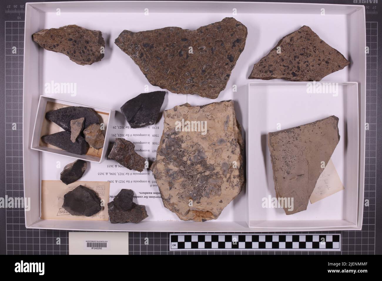 taxa mista, collezione stratigrafica. accn: 3023; 3088; 3096; 3385; 7503; Foto Stock