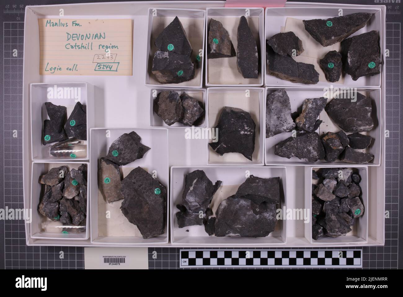 taxa mista, collezione stratigrafica. accn: 2293; 5244; Foto Stock