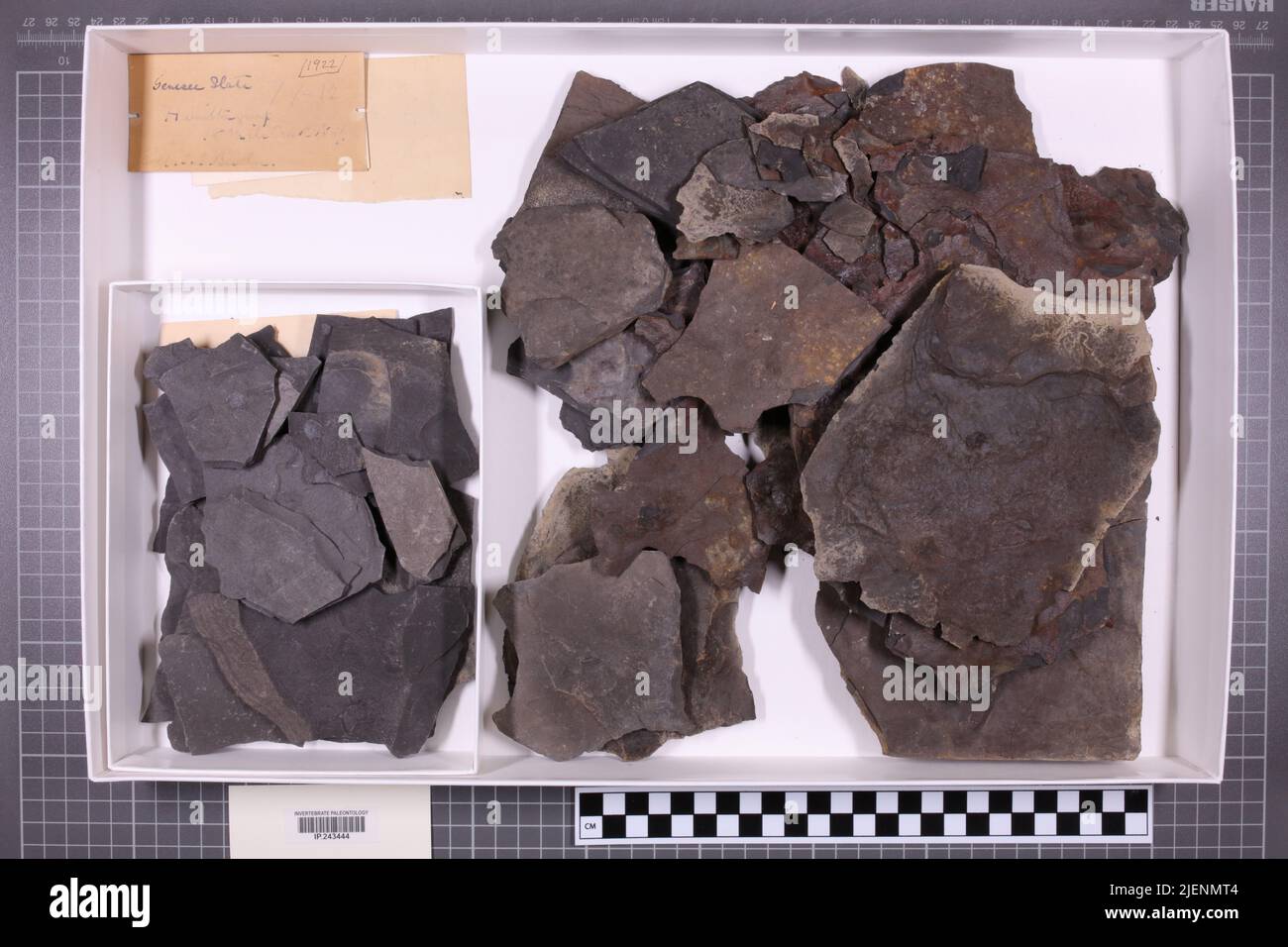taxa mista, collezione stratigrafica. accn: 1922; 3516; Foto Stock