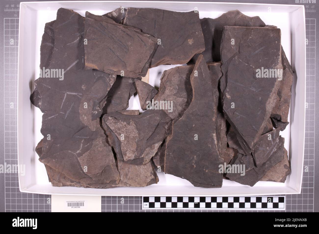 taxa mista, collezione stratigrafica. accn: 2739a; 2740; Foto Stock