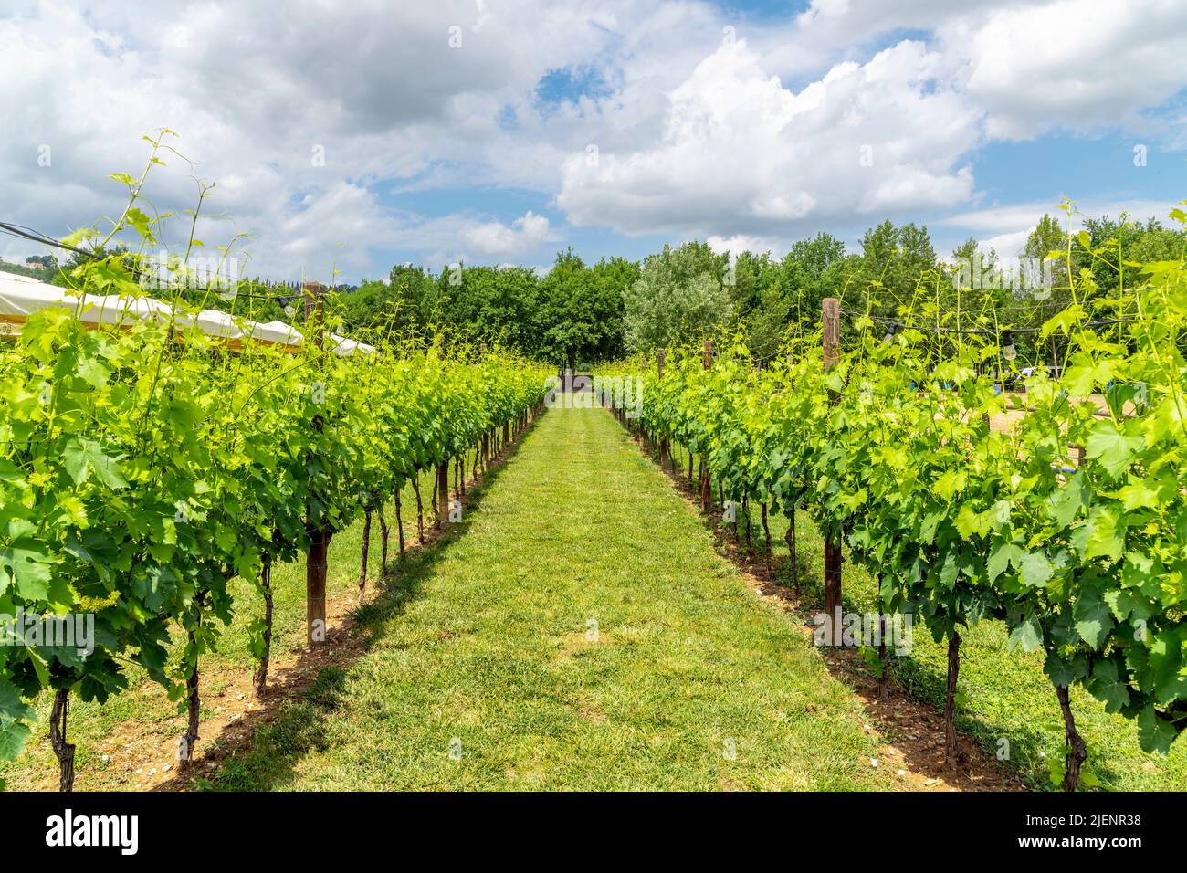 Filari di viti in un vigneto nelle colline toscane. Foto Stock