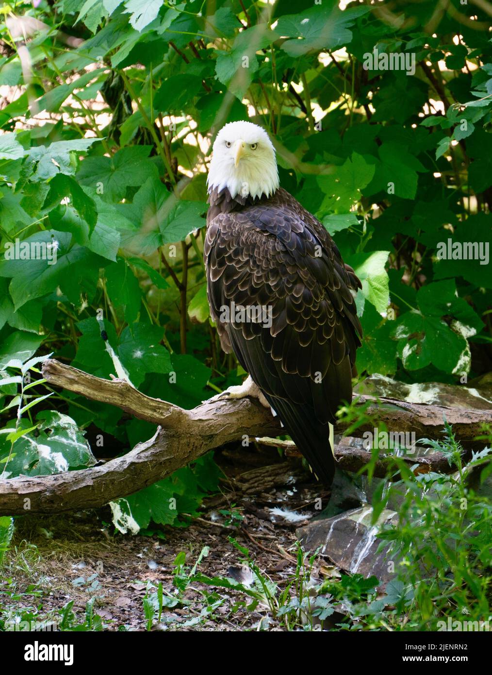 Pappagalli e aquile americani e sudamericani, e un hornbill abissiniano, praterie, Foto Stock