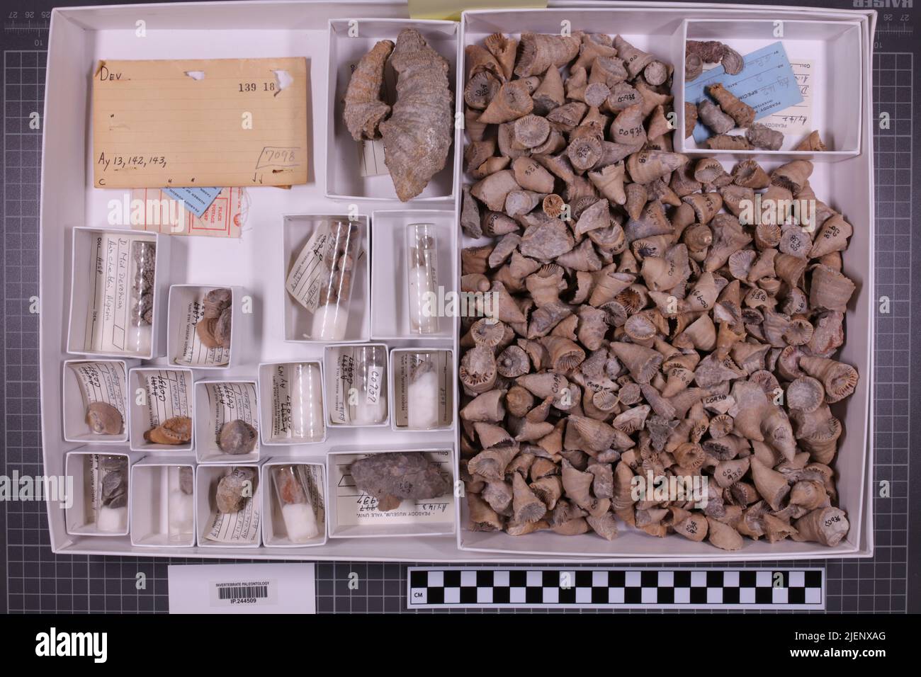 taxa mista, collezione stratigrafica. accn: 7098; Foto Stock