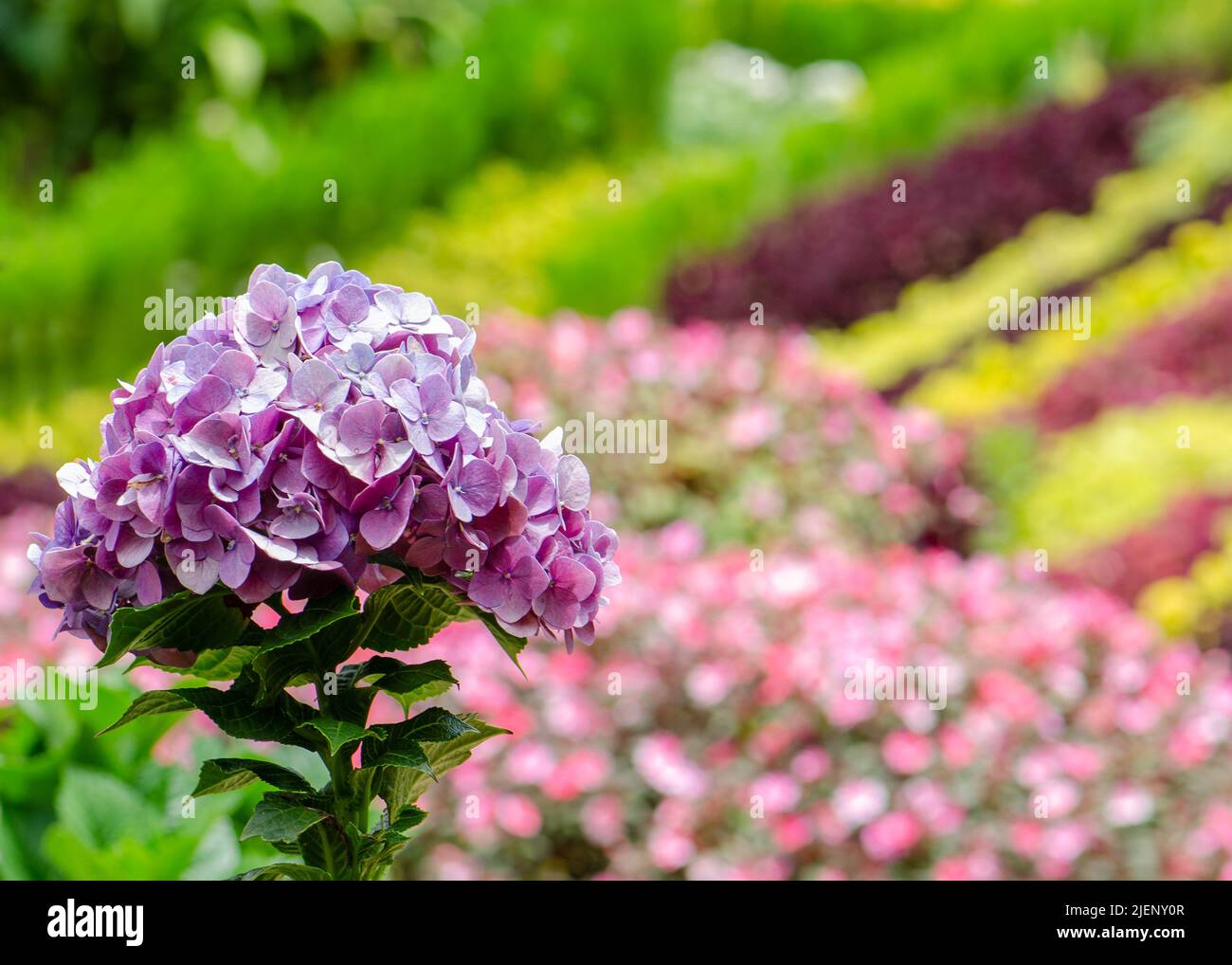 testa di un fiore di ortensia sullo sfondo di fiori nel giardino Foto Stock