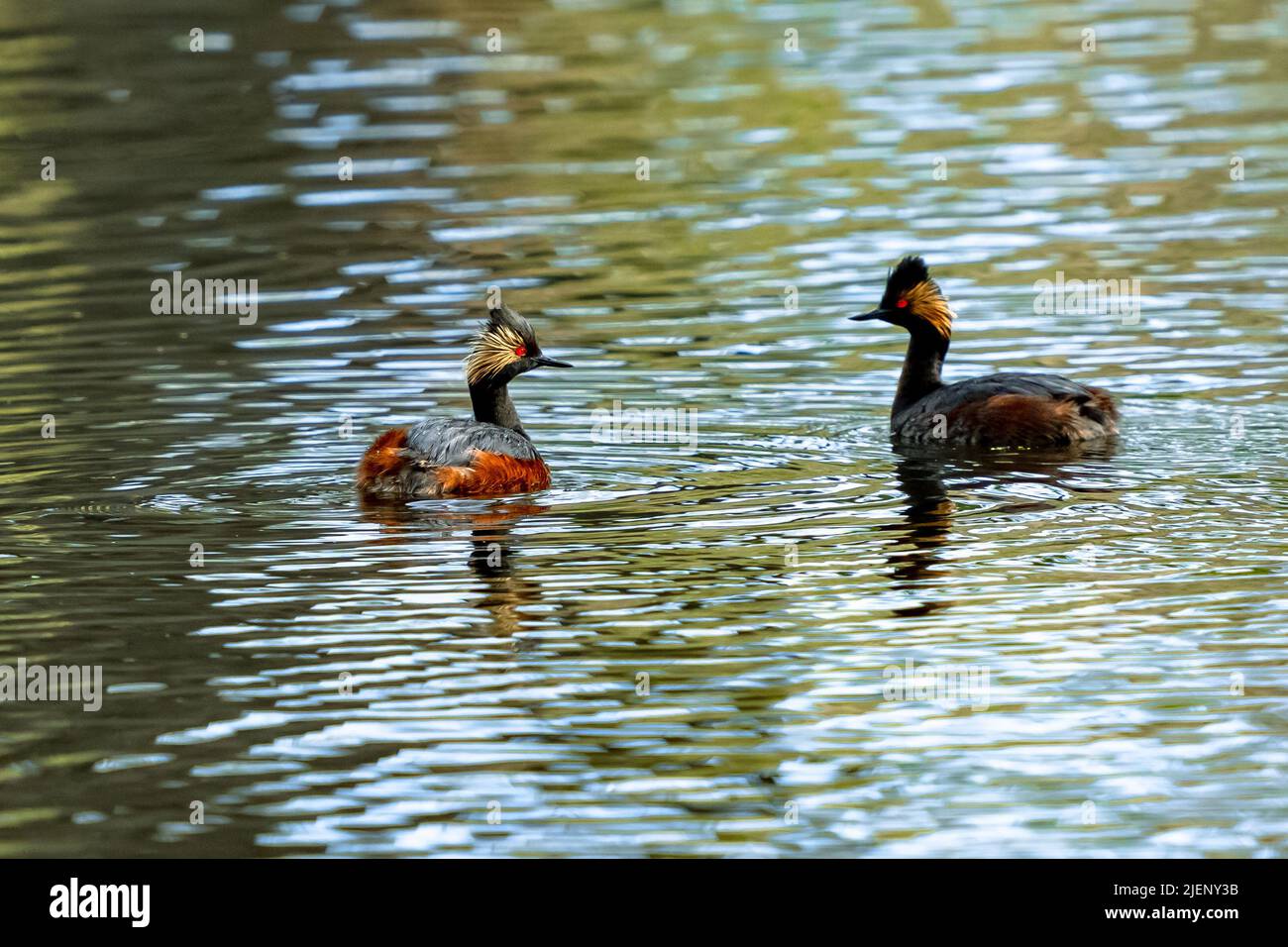La luce del sole mette in luce la brillante colorazione di un Grebe ebred nel piumaggio d'allevamento mentre un paio di loro nuotano in un lago parzialmente ombreggiato. Foto Stock