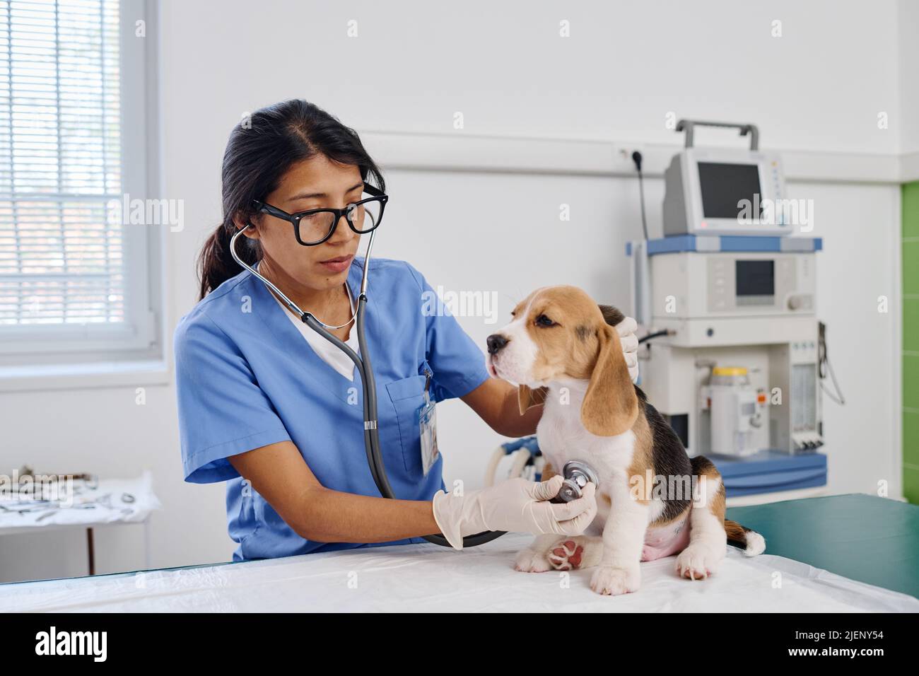 Giovane donna ispanica adulto che lavora in clinica veterinaria esaminando la salute del cucciolo di beagle utilizzando stetoscopio Foto Stock