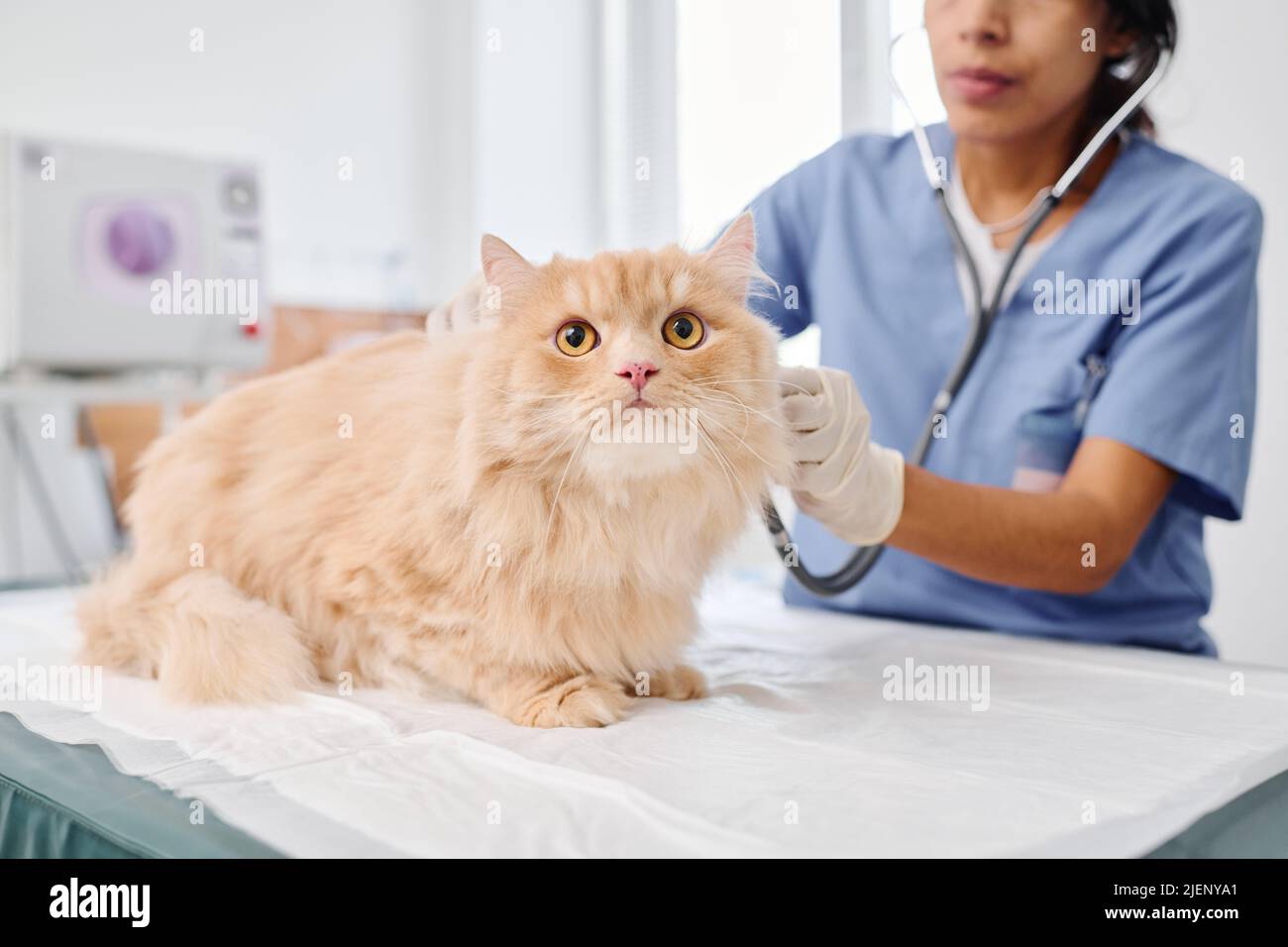 Veterinario professionale utilizzando stetoscopio per esaminare la salute dei gatti zenzero soffice ascolto dei suoni interni del corpo Foto Stock