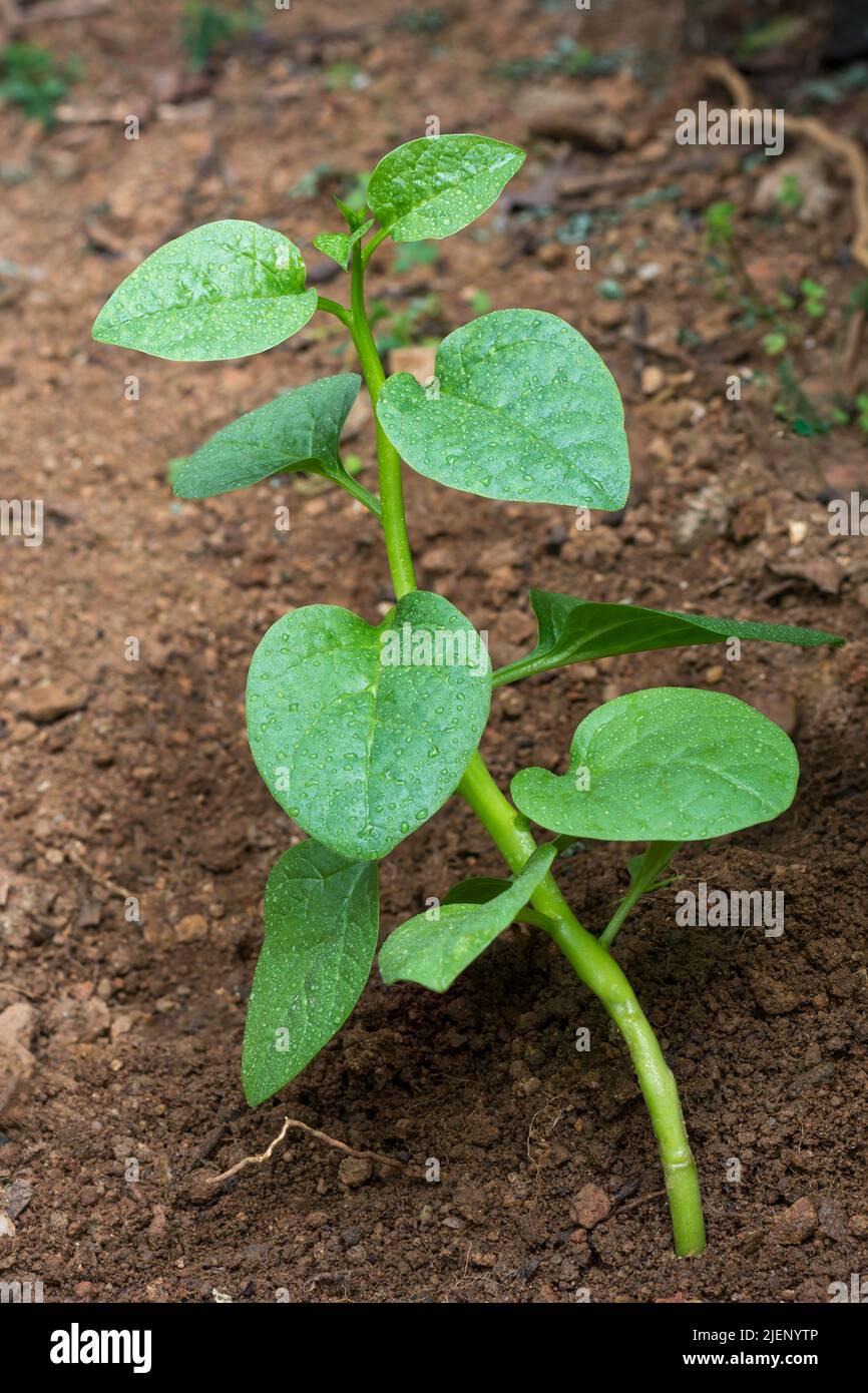 giovane spinaci malabar o pianta di spinaci di ceylon nel giardino, basella alba o basella rubra conosciuto come spinaci di vite, erbe medicinali Foto Stock