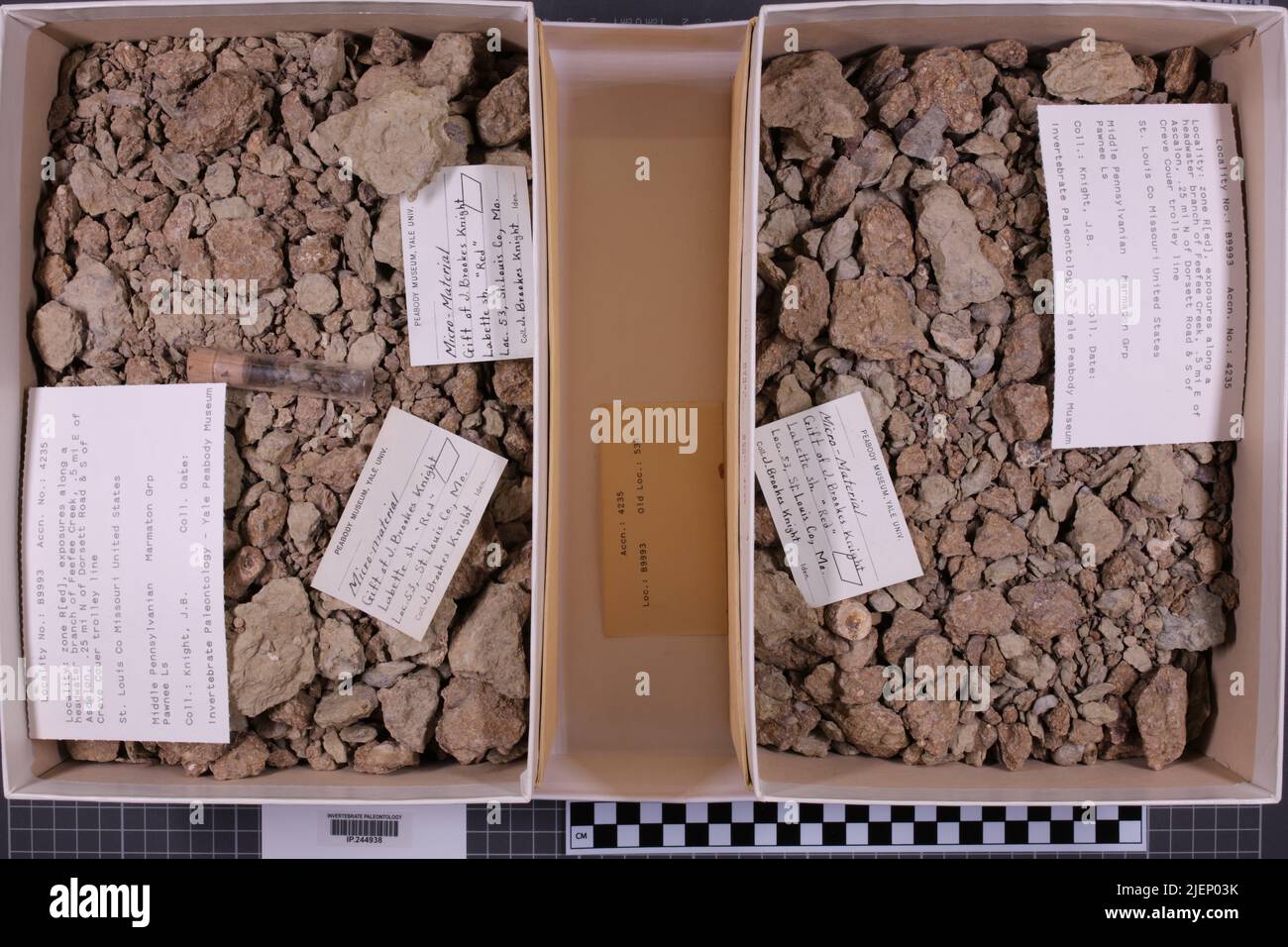 taxa mista, collezione stratigrafica. accn: 4235; Foto Stock