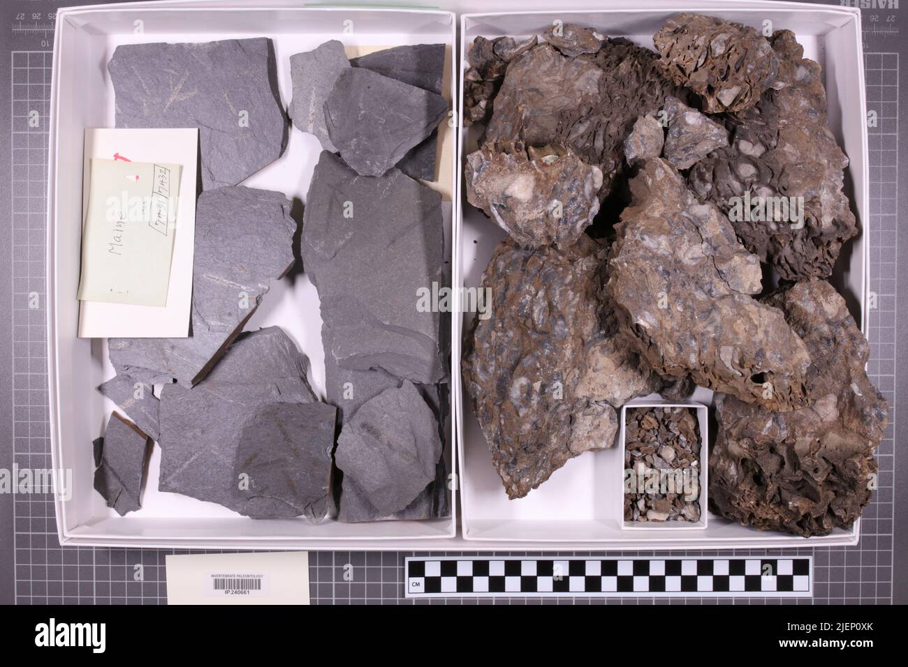 taxa mista, collezione stratigrafica. accn: 7431; 7432; Foto Stock