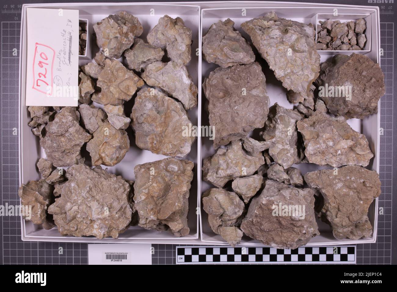 taxa mista, collezione stratigrafica. accn: 7290; Foto Stock