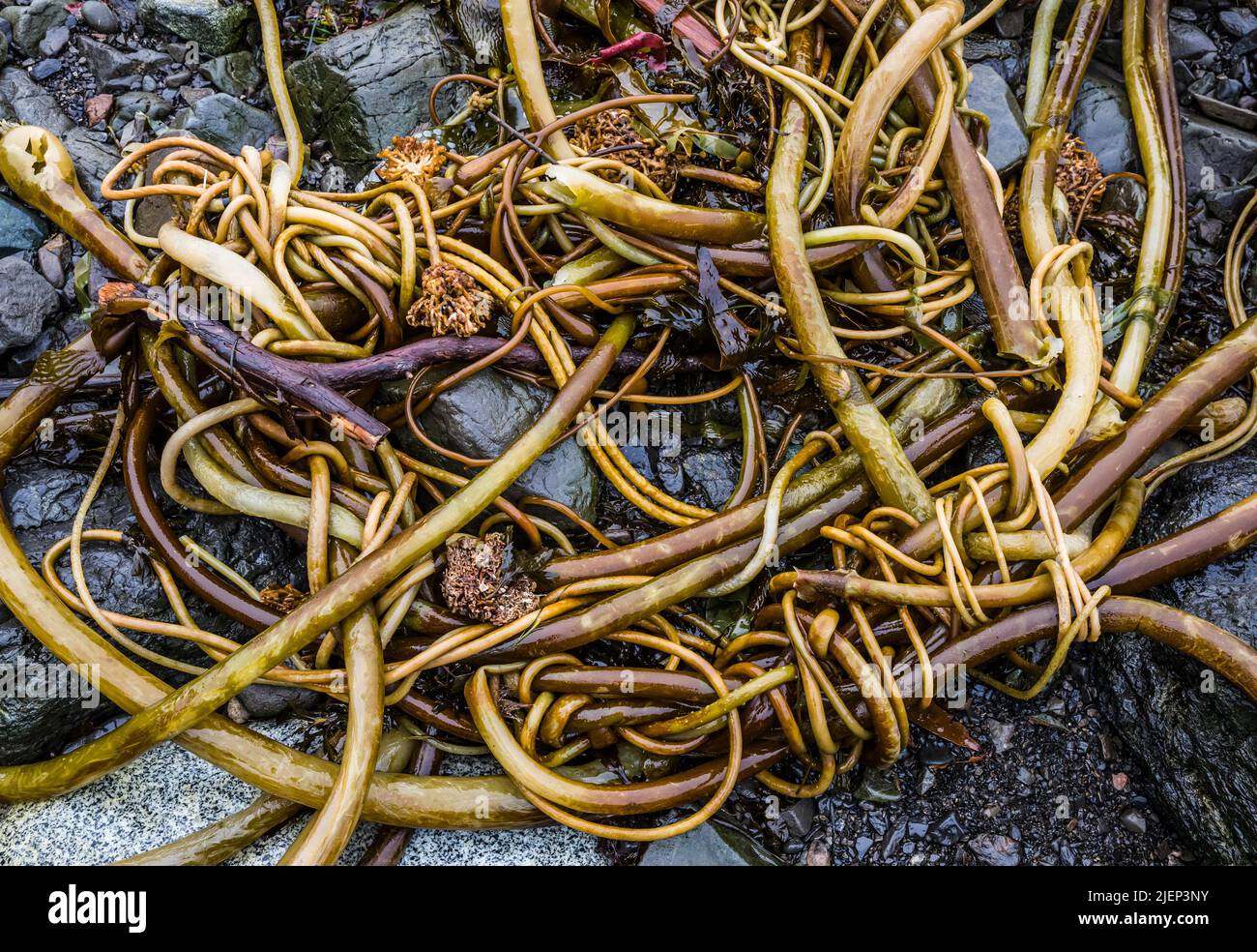 Il kelp si è lavato in su alla bassa marea lungo la costa vicino al sentiero della costa selvaggia del Pacifico. Foto Stock