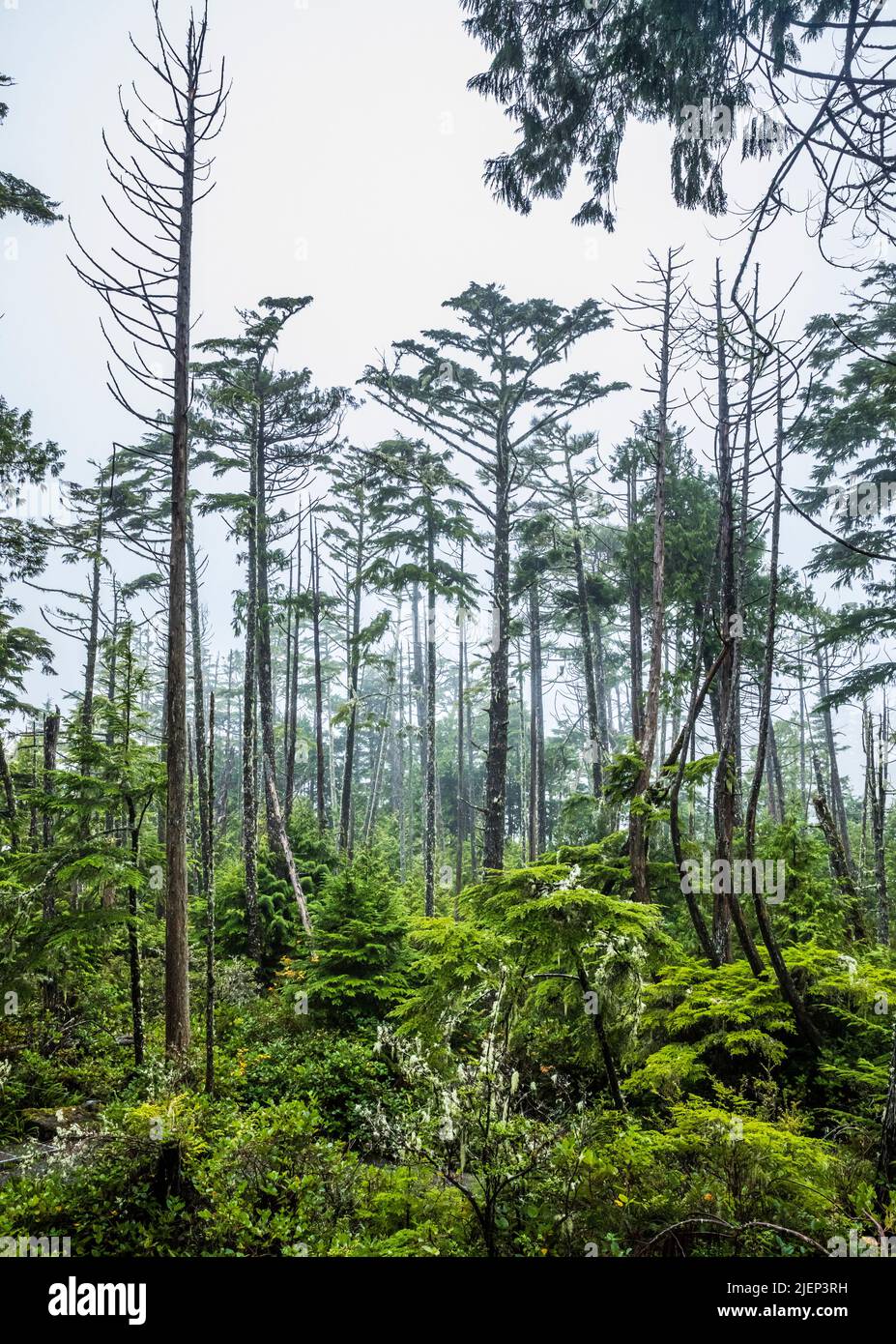 Foresta costiera lungo il Wild Pacific Trail vicino Ucluelet, BC, Canada. Foto Stock