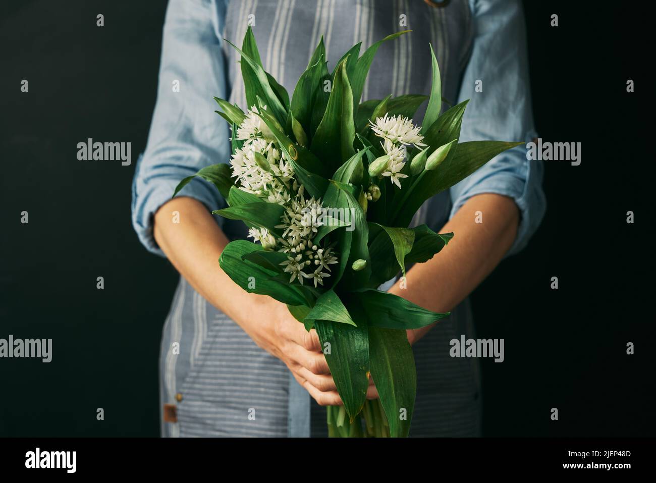 Coltivare anonima cuoca femminile in grembiule che tiene un mucchio di aglio selvatico con bulbi bianchi e foglie verdi su sfondo nero Foto Stock