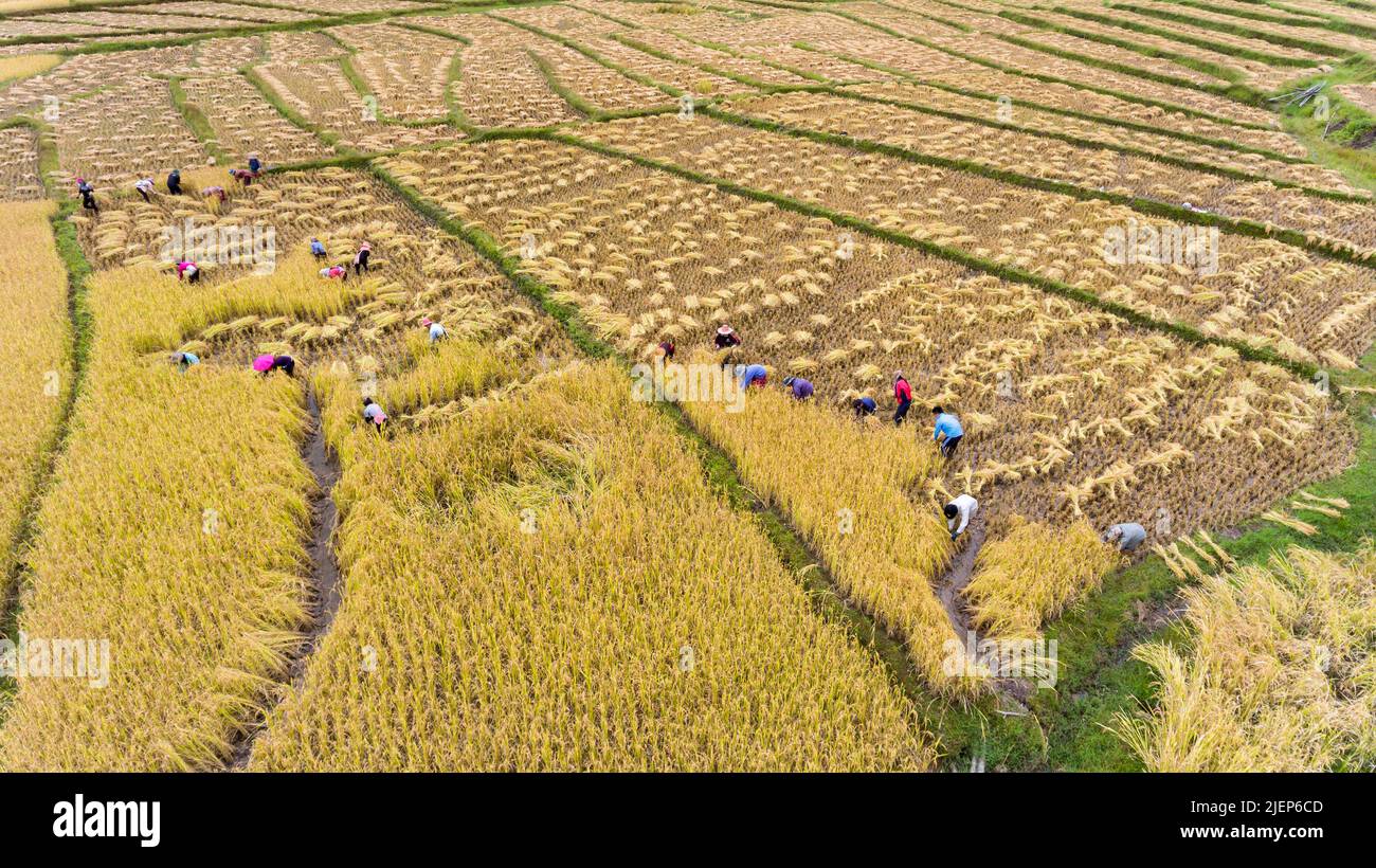 'Fotografia aerea drone' campi di riso terrazzati verdi e capanna contadina durante il periodo di raccolta nel distretto di Khun Yuam Mae Hong Son provincia, Thailila settentrionale Foto Stock