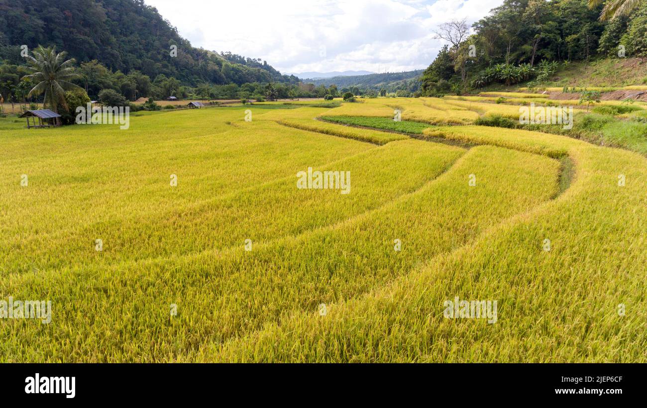 'Fotografia aerea drone' campi di riso terrazzati verdi e capanna contadina durante il periodo di raccolta nel distretto di Khun Yuam Mae Hong Son provincia, Thailila settentrionale Foto Stock