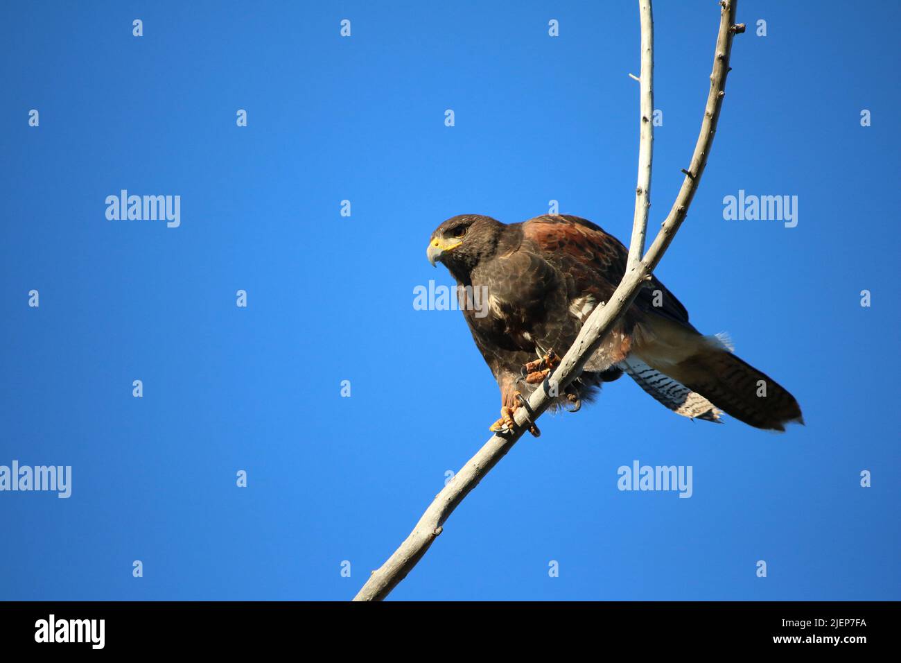 Falco di Harris selvatico (parabuteo unicinctus) messo in evidenza contro cielo blu brillante, i taloni afferrano saldamente rami di salice di persico, pronti per l'azione. Foto Stock