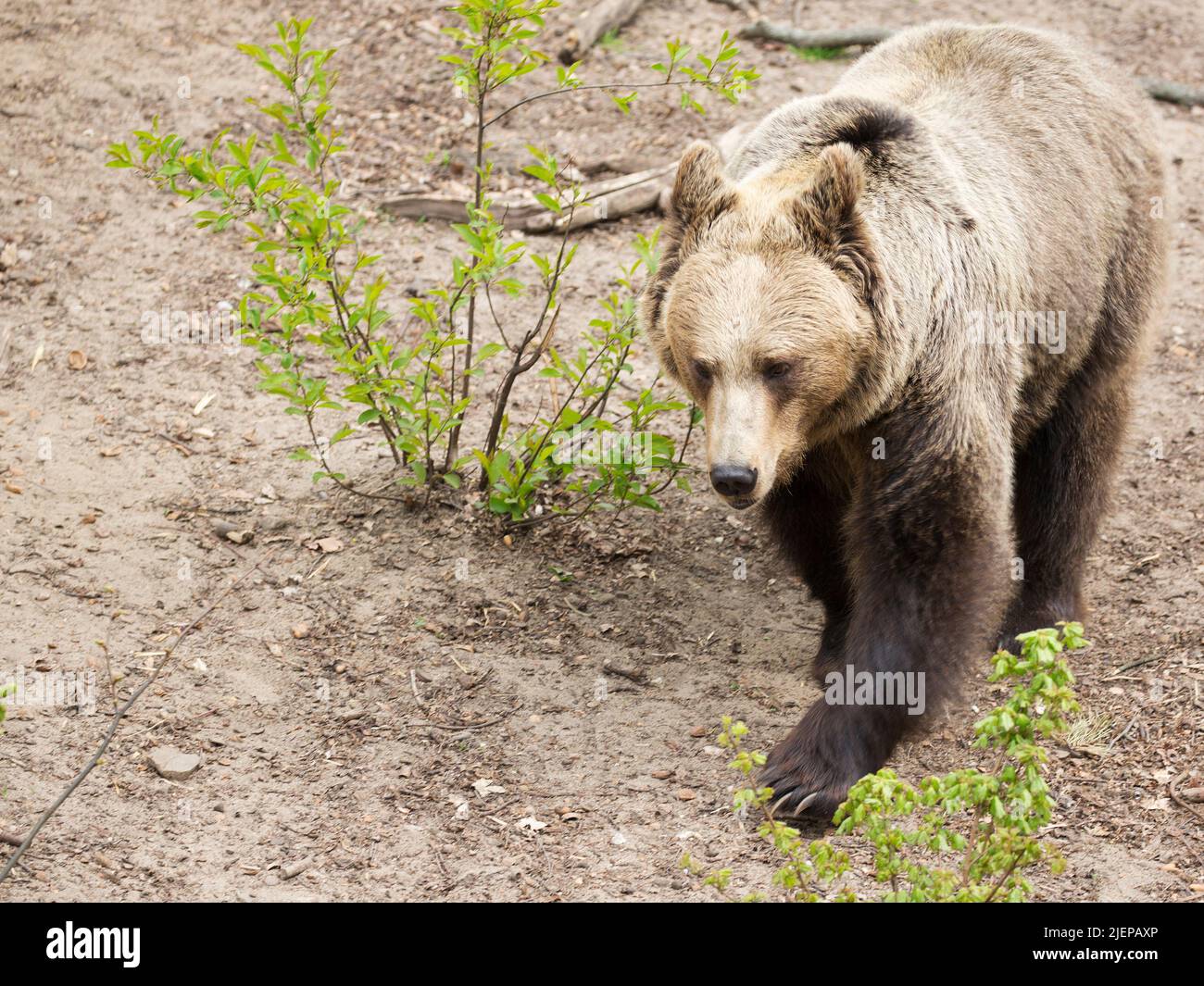 Orso bruno nella corsa in una radura Foto Stock