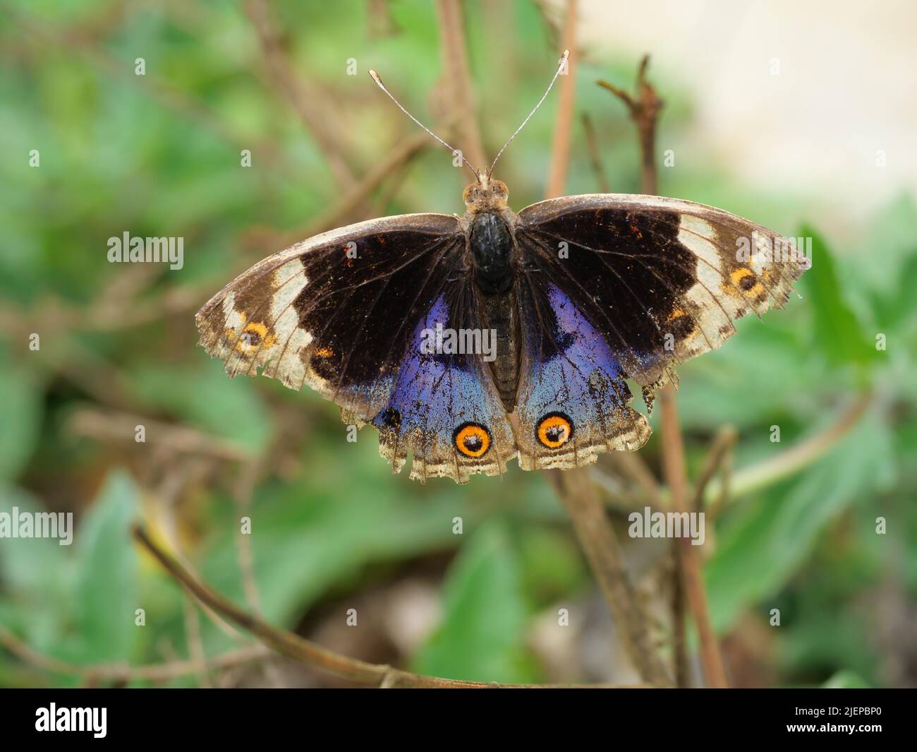 Blue Pansy Butterfly sull'albero con sfondo verde naturale, il motivo assomiglia agli occhi arancioni sull'ala nera e blu e viola e gialla Foto Stock