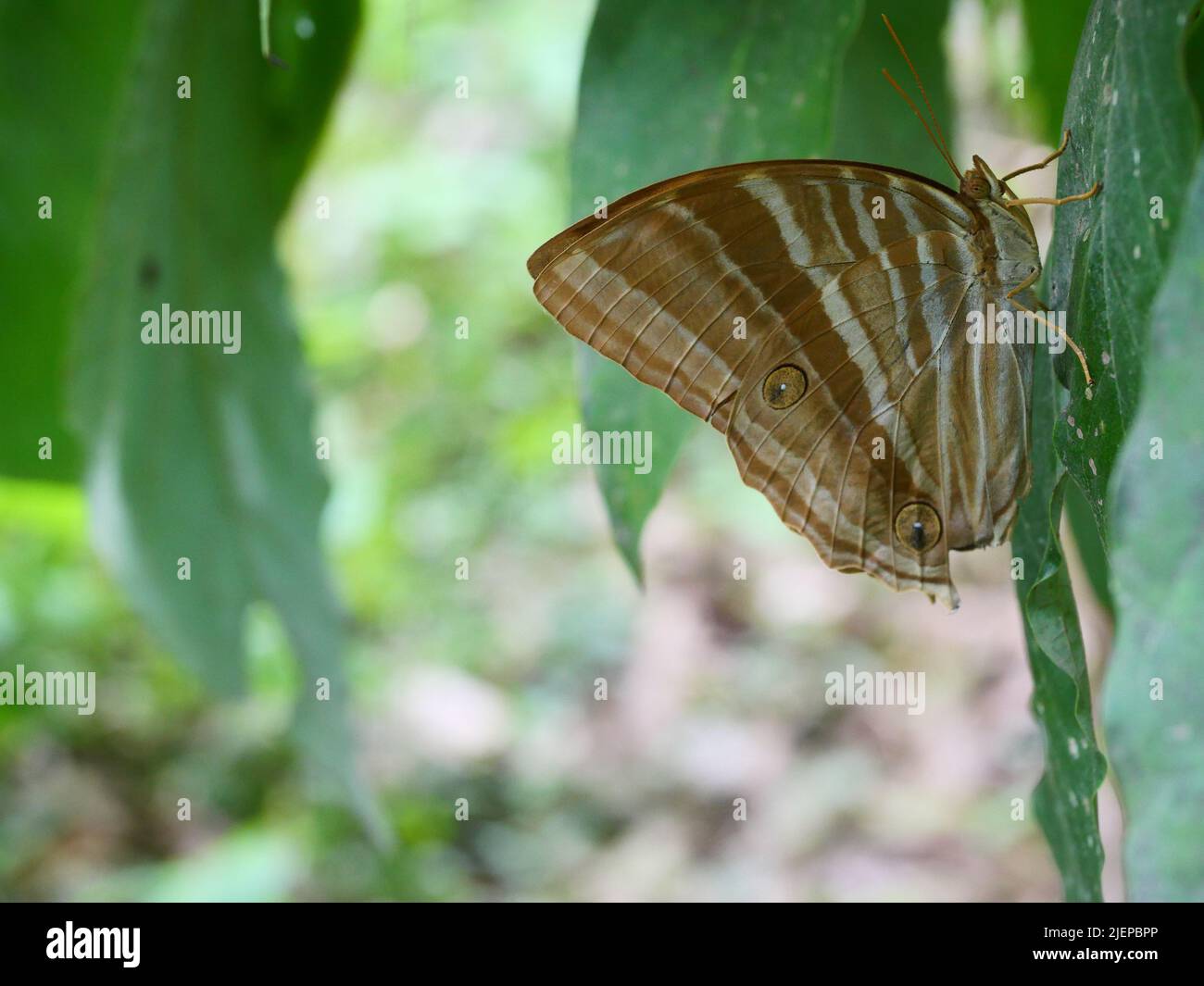 Farfalla di Palmking comune (Amathusia phidippus) su foglia di pianta con sfondo verde naturale, insetto con disegno astratto bianco e marrone sull'ala Foto Stock