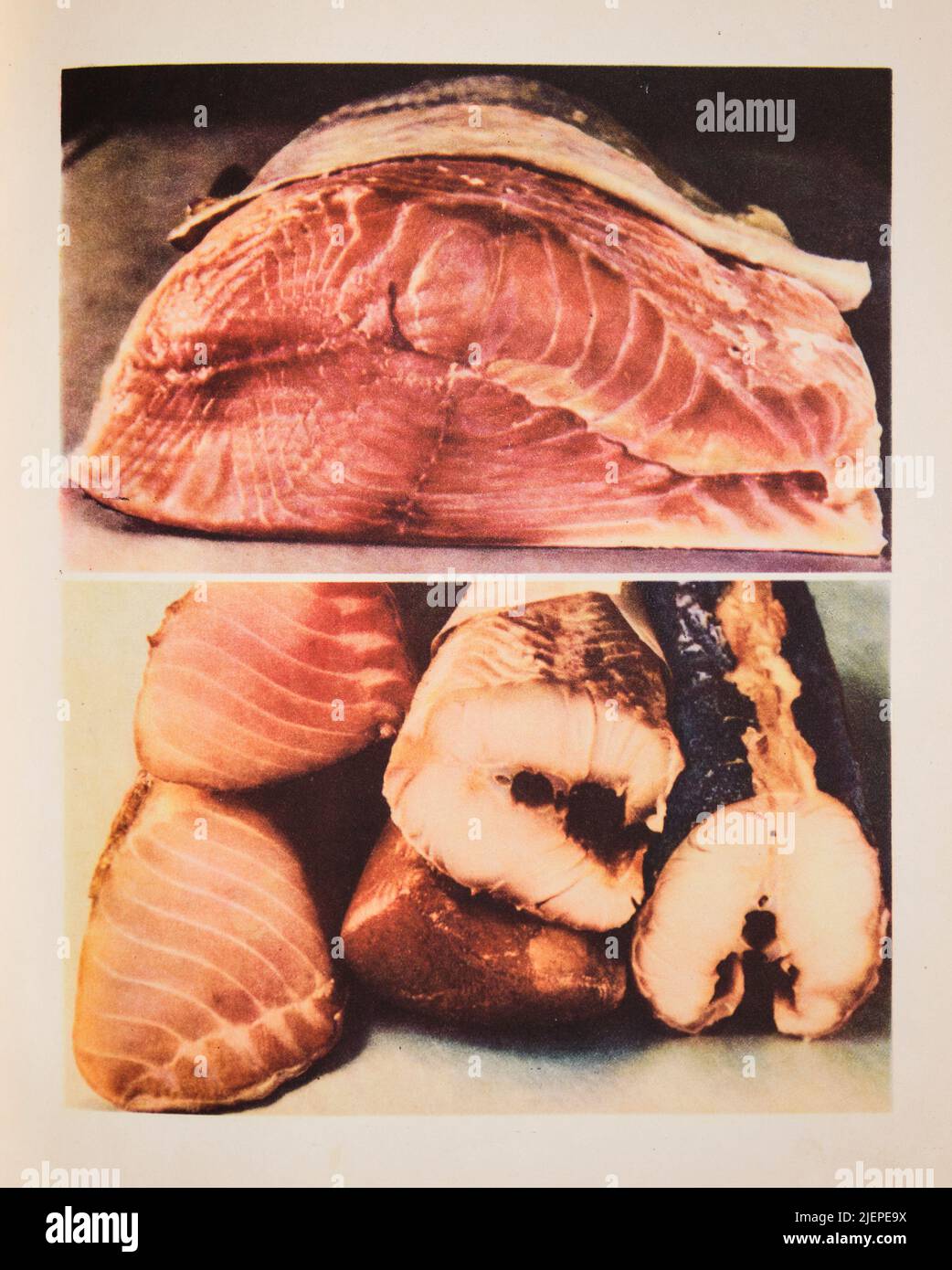 Vista laterale tagliata di vari pesci crudi, freschi e affumicati. Dalla classica edizione del 1955 del libro di cucina sovietico, russo, il Libro su Delicious e Healt Foto Stock