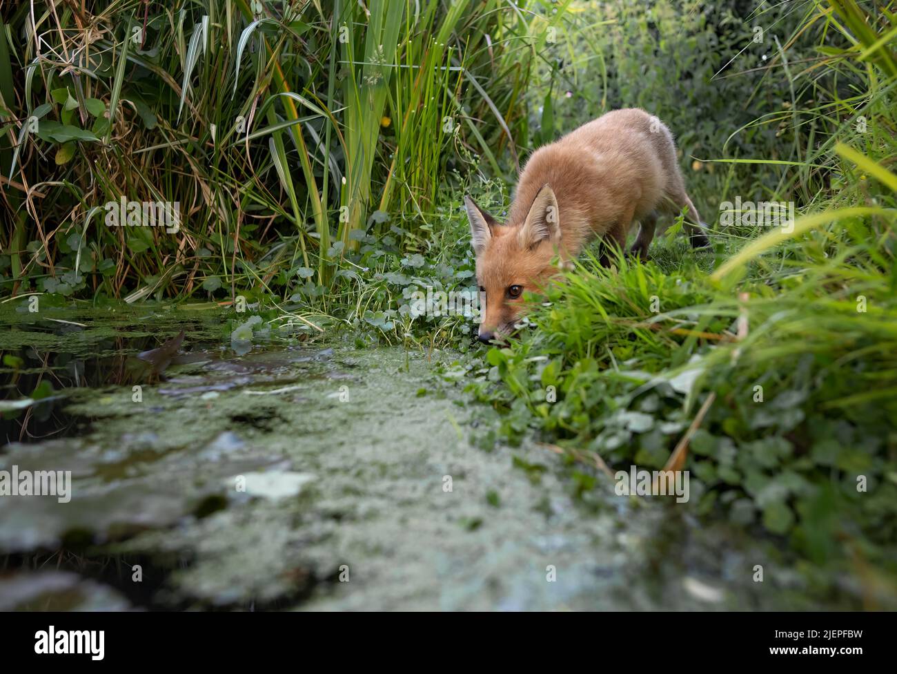 Un giovane cucciolo selvatico di Red Fox (Vulpes vulpes) che beve da un laghetto giardino, Warwickshire Foto Stock