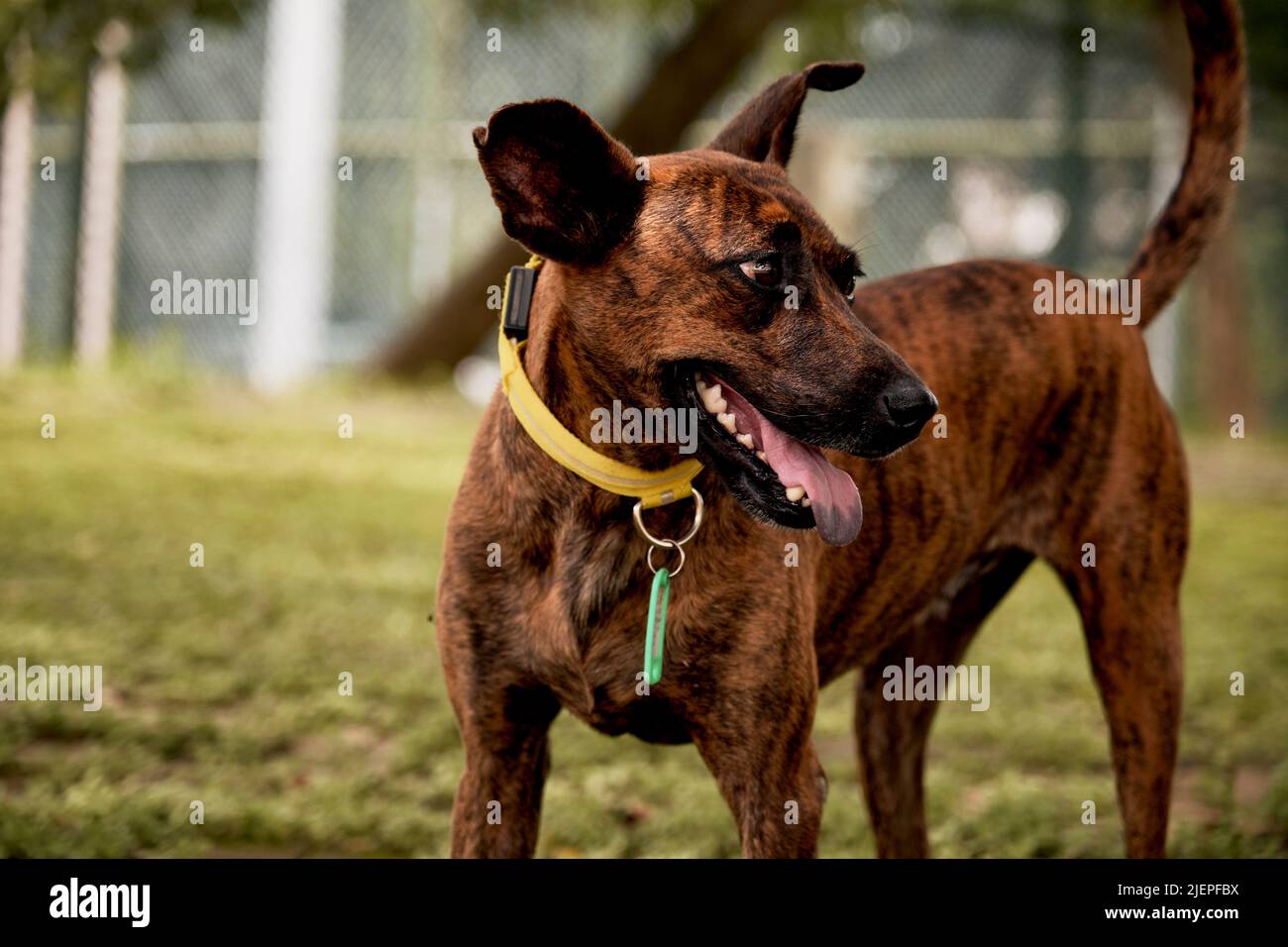 Cane da scuola marrone con collana gialla Foto Stock