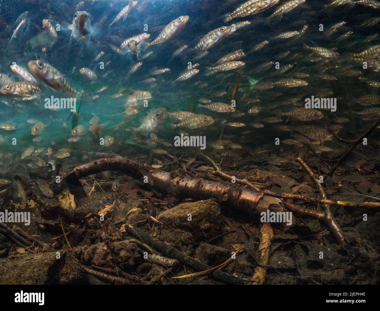 Tre Sticklebacks a spina - Gasterosteus aculeatus - scuola subacquea. Scatta con un otturatore lento per enfatizzare il movimento. In fondo al ri Foto Stock