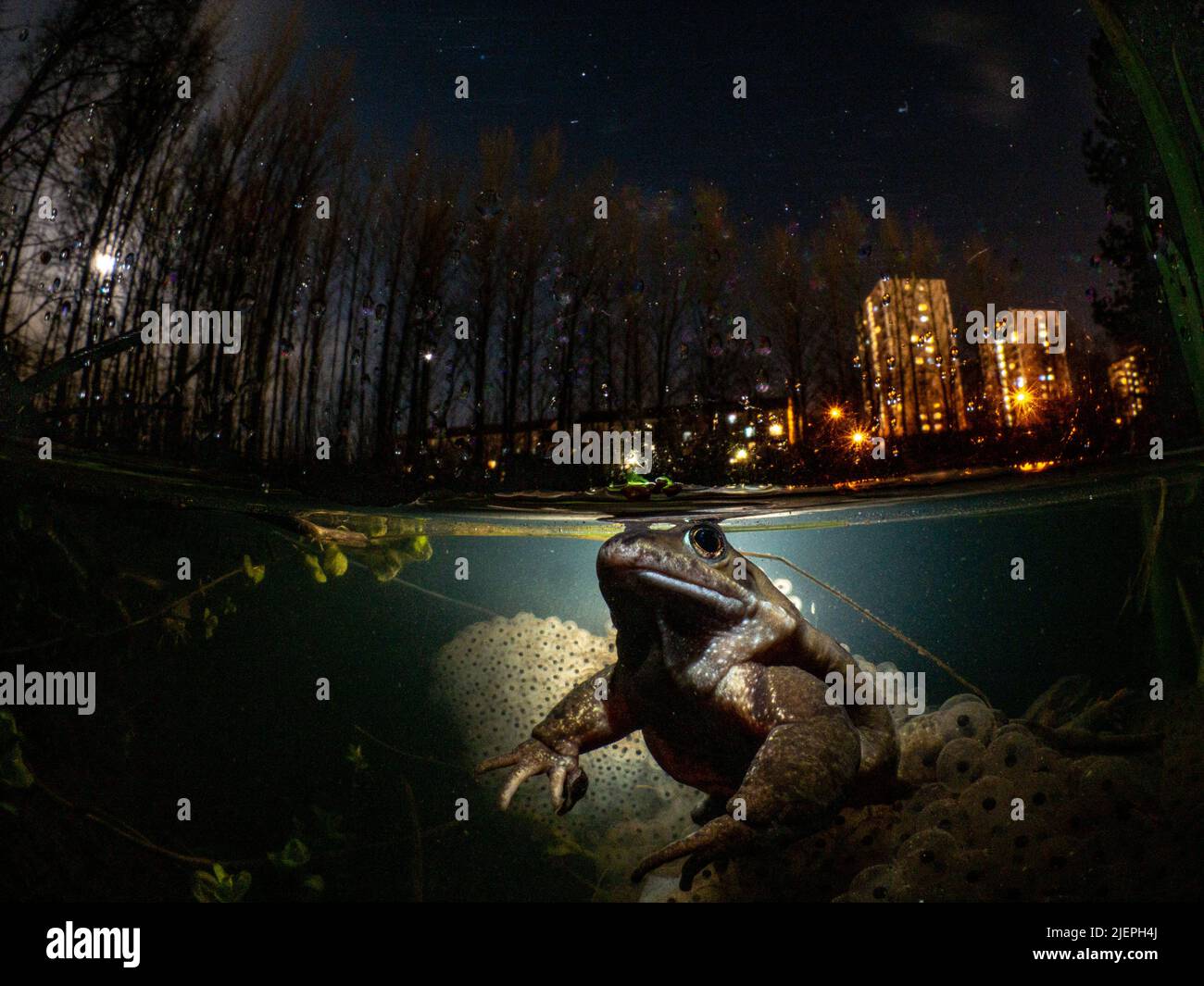 Una rana comune - rena temporaria - tra la rana spawn di notte. La luna e i blocchi della torre sono visibili sullo sfondo. Glasgow, Scozia. Foto Stock