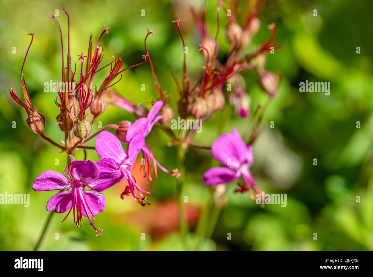 Closeup delle alghe da fuoco (Epilobium angustifolium) Foto Stock