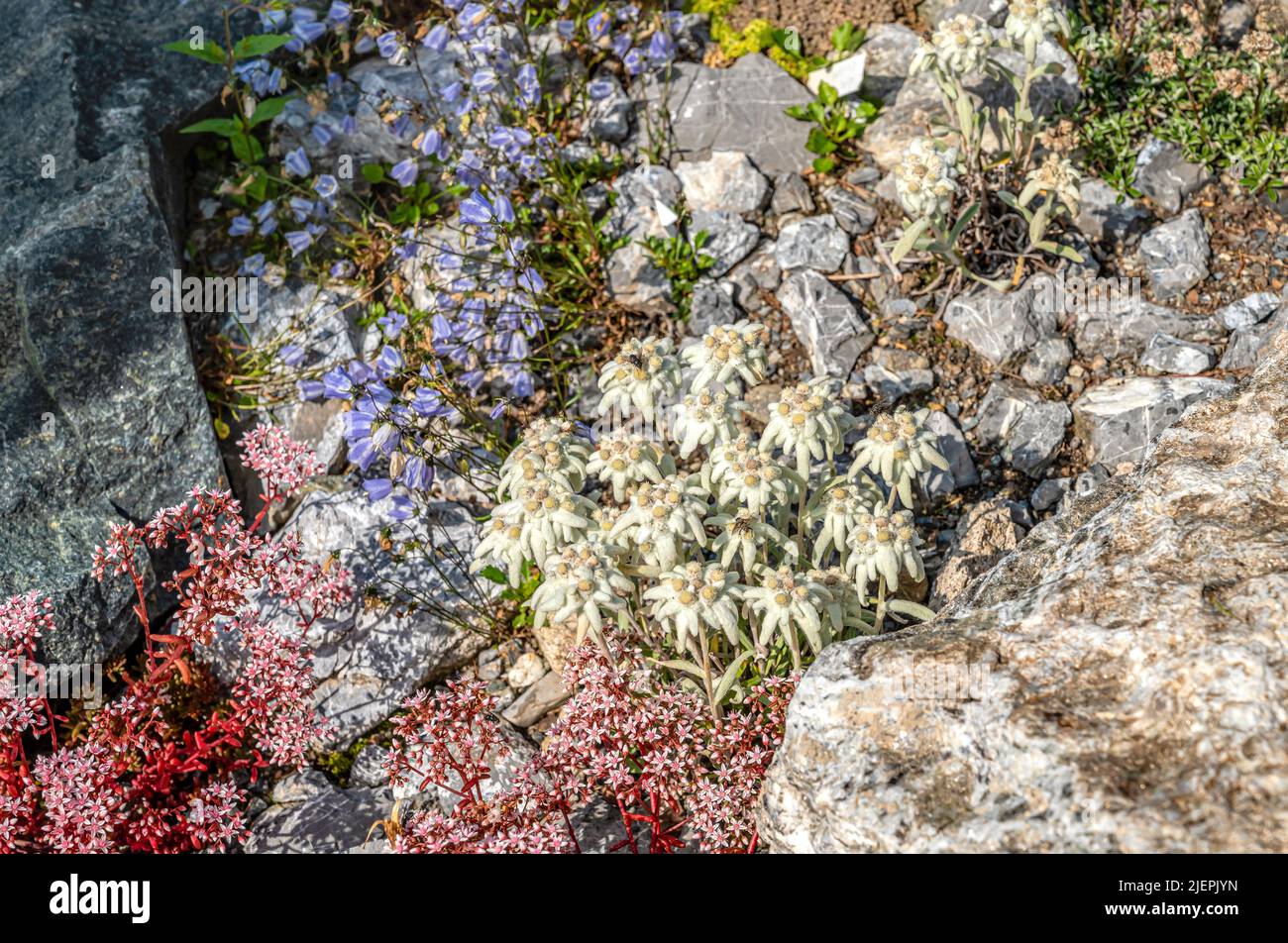 Edelweiss fiori (Leontopodium nivale) primo piano Foto Stock