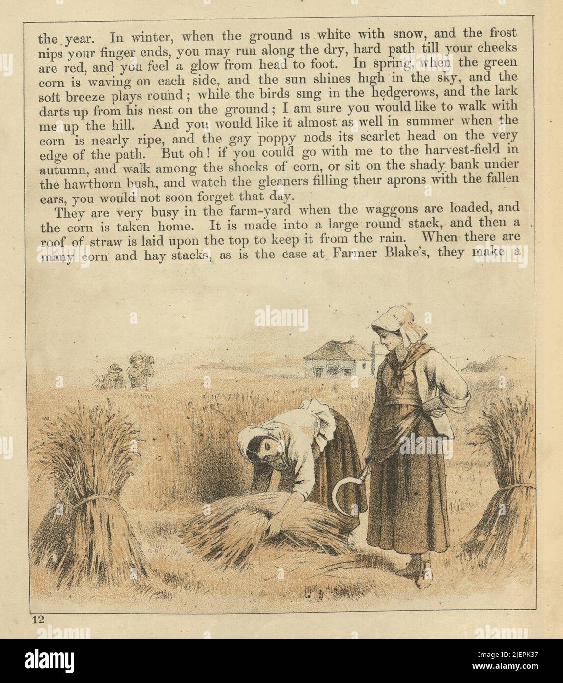 Lavoratori agricoli vittoriani che raccolgono grano in un campo, donne lavoratori agricoli, 19th secolo di agricoltura Foto Stock