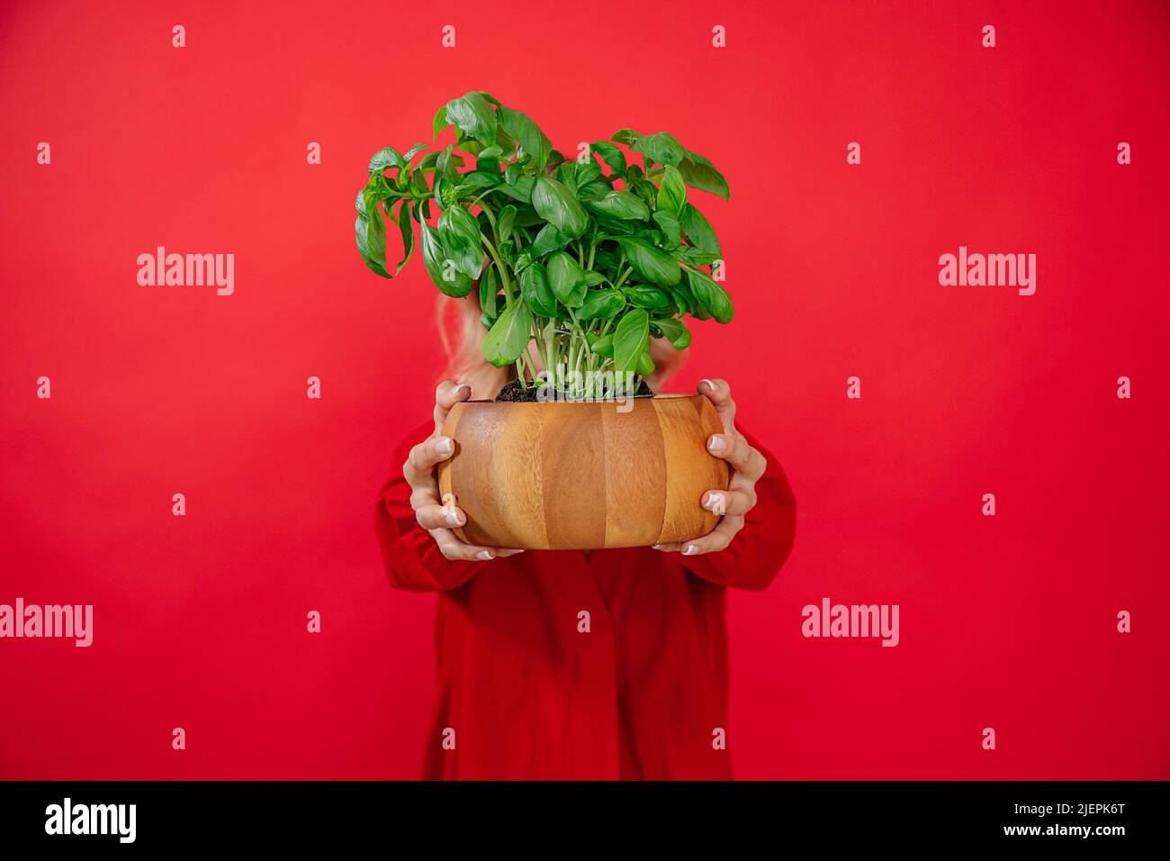 Donna irriconoscibile che sorride la pianta del basilico in pentola di legno su sfondo rosso, sorridendo toothy, guardando la macchina fotografica Foto Stock