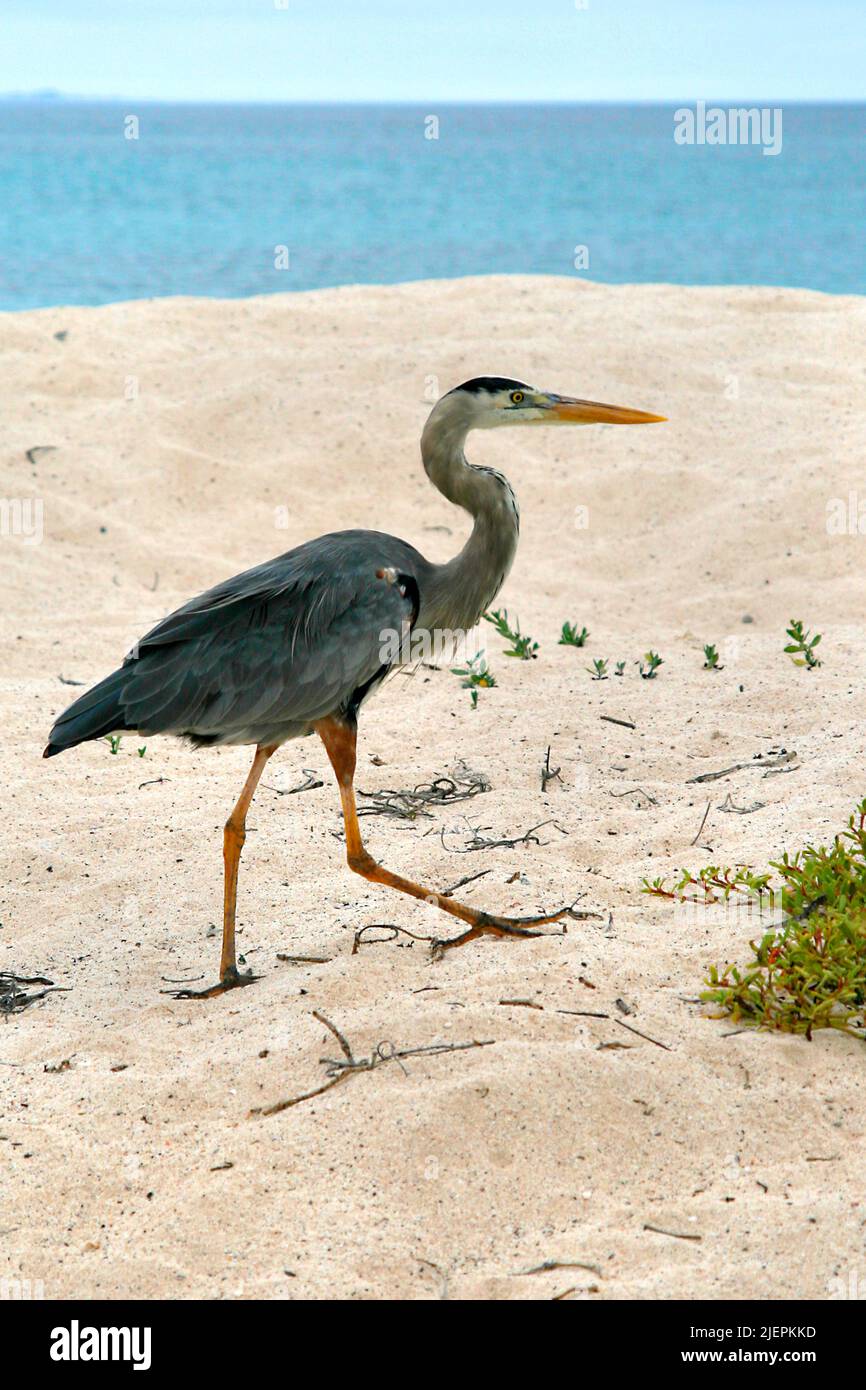 Great Blue Heron, Ardea herodias, Parco Nazionale di Galápagos, UNESCO, Patrimonio dell'Umanità, Biosphere Reserve, Isole Galápagos, Ecuador, Sudamerica Foto Stock