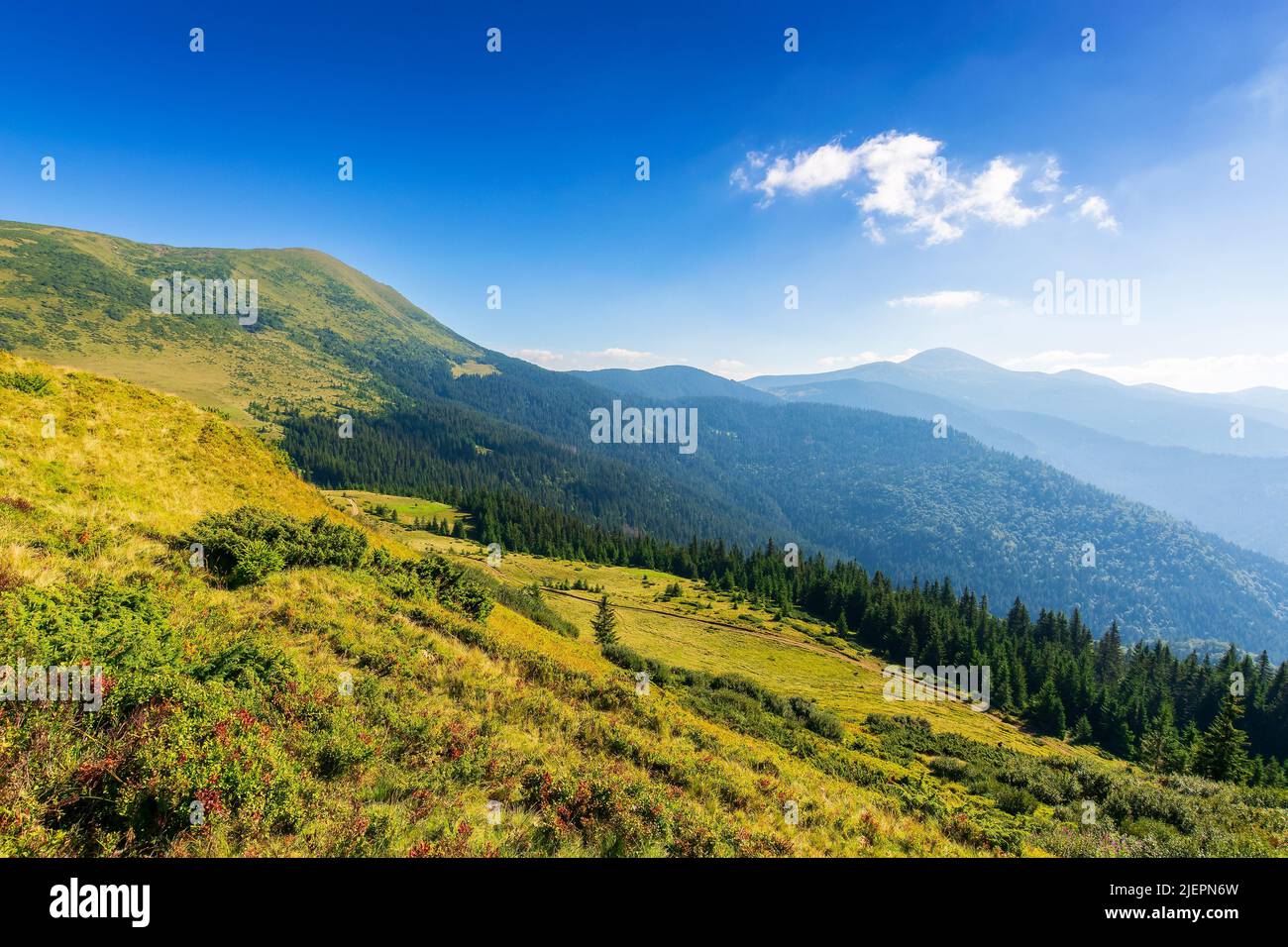 paesaggio montano estivo al mattino chiaro. hoverla picco in lontananza. cielo blu con nuvole. prati erbosi e colline boscose. splendida vista Foto Stock