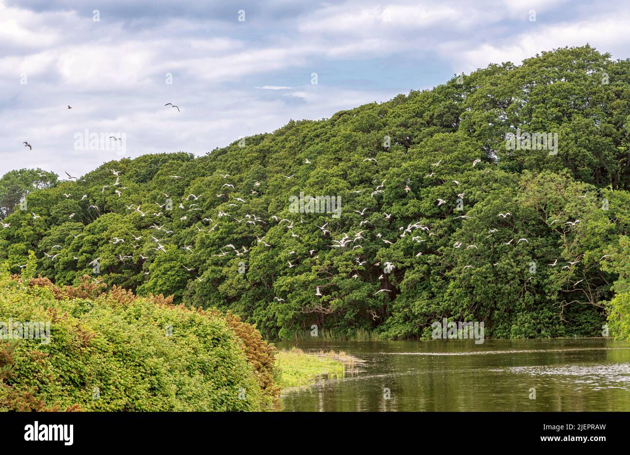 Un gregge di gabbiani vola sopra l'acqua del fiume Esk. Ci sono alberi sullo sfondo e un cielo nuvoloso sopra. Foto Stock