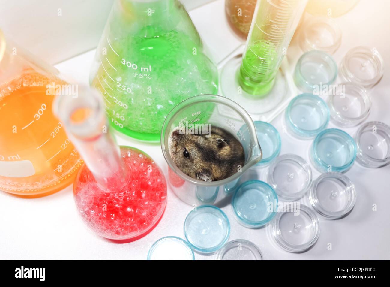 ratti nel laboratorio scientifico e vetro chimico Foto Stock