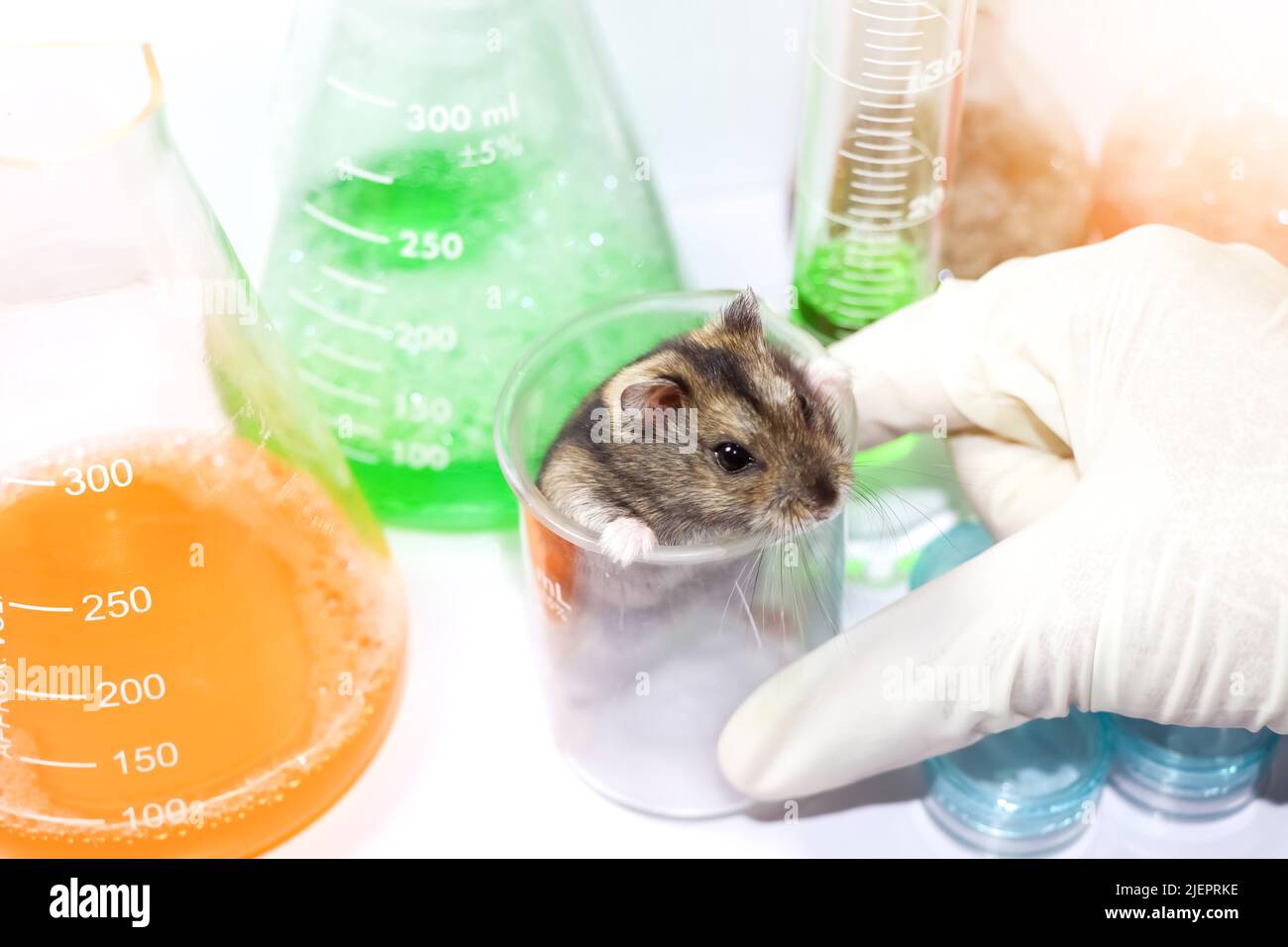 ratti nel laboratorio scientifico e vetro chimico Foto Stock