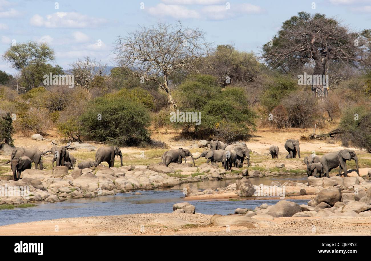 Allevamenti di razza si riuniscono per bere dal fiume Grande Ruaha. Mentre la stagione asciutta progredisce le mandrie spendono più tempo socializzante ai punti di annaffiatura Foto Stock