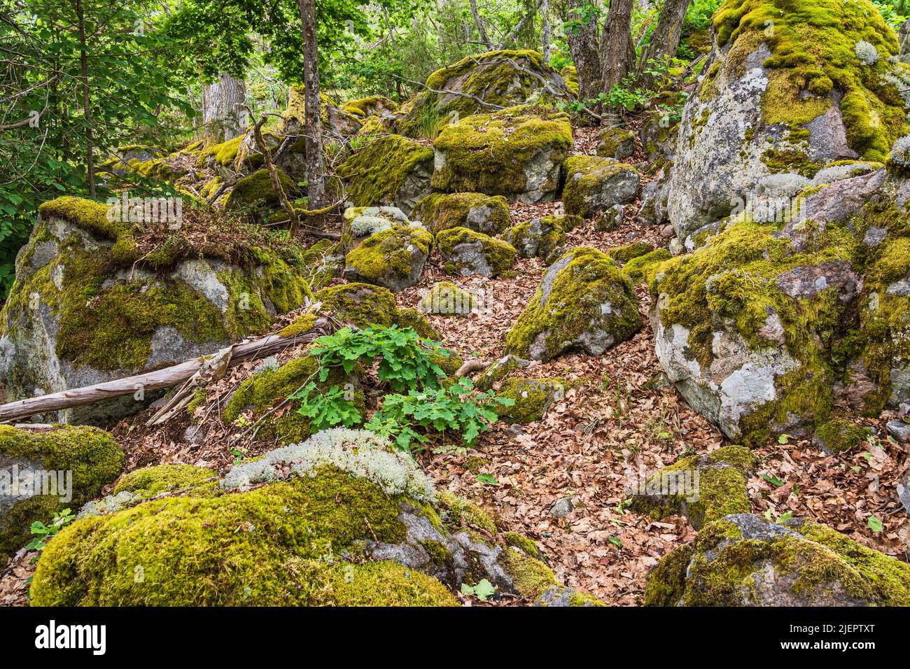 Foresta con rocce nei pressi di Figeholm in Svezia. Foto Stock