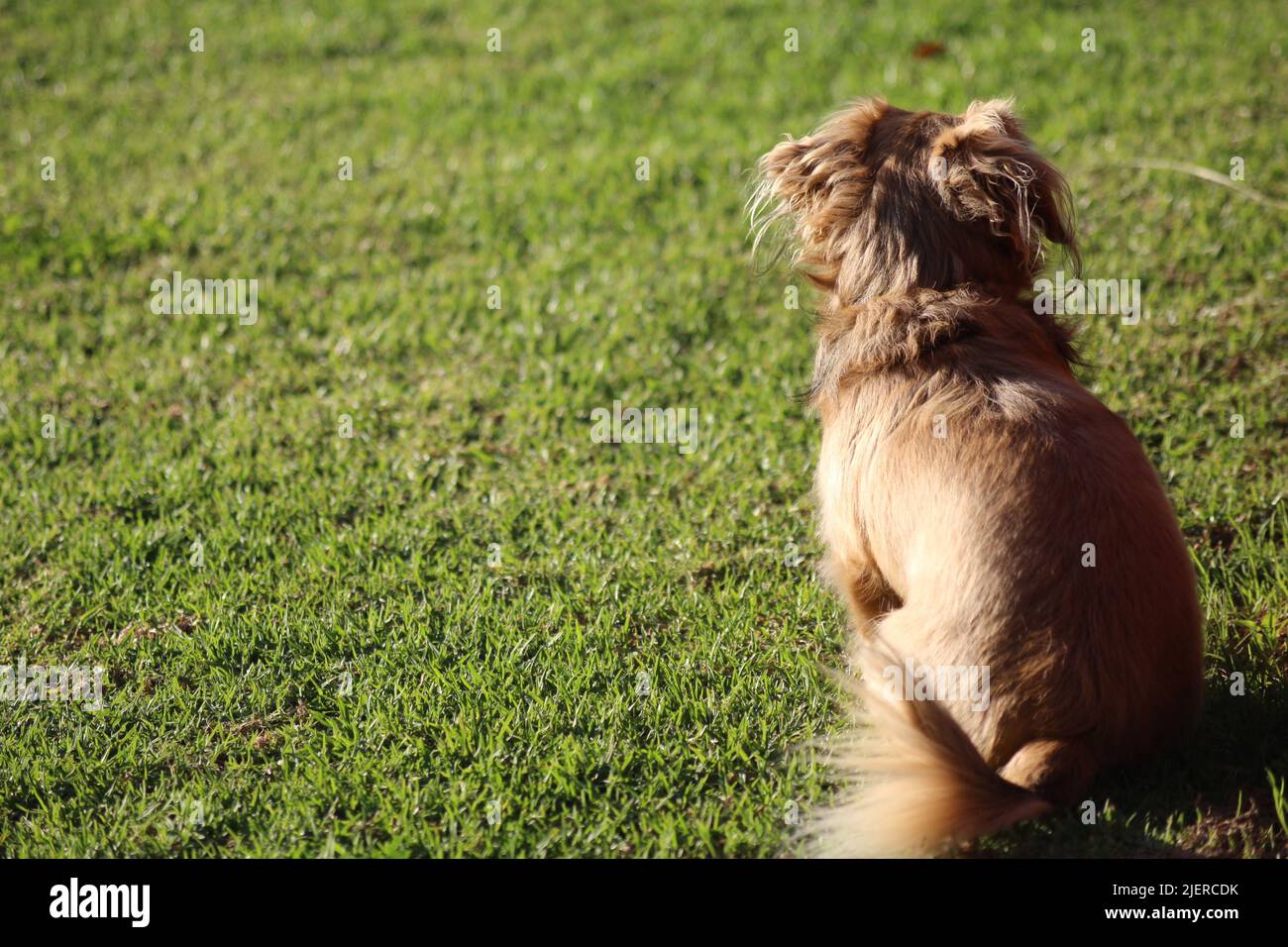 Lungo dachshund dai capelli fotografato in Jeffrey's Bay, Sudafrica Foto Stock