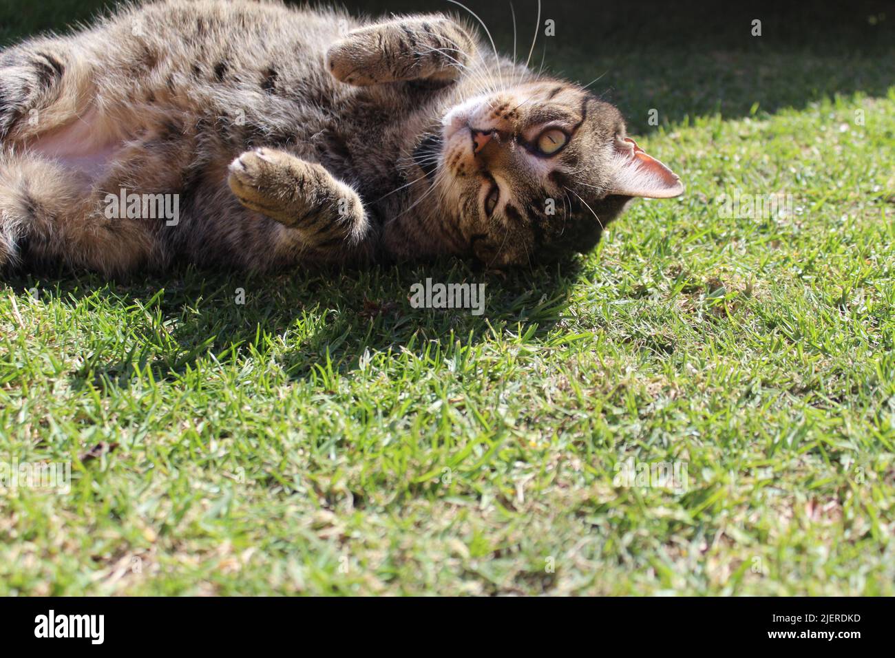 Gatto giocoso su prato erboso fotografato a Jeffrey's Bay, Sudafrica Foto Stock
