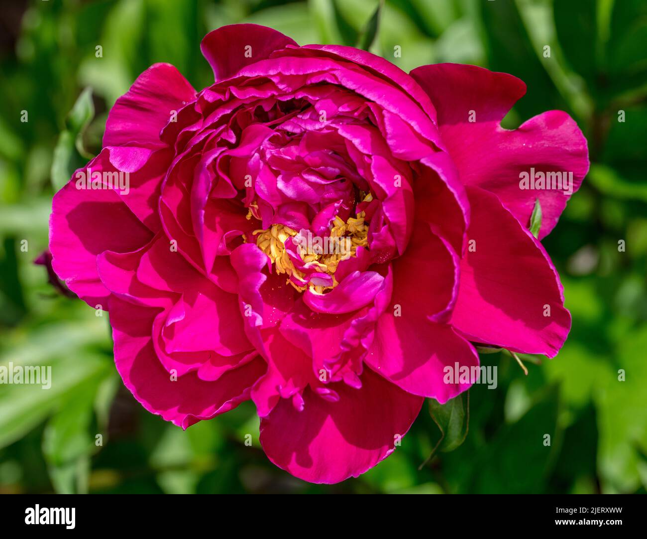 "Karl Rosenfield' giardino comune peonia, Luktpion (Paeonia lactiflora) Foto Stock