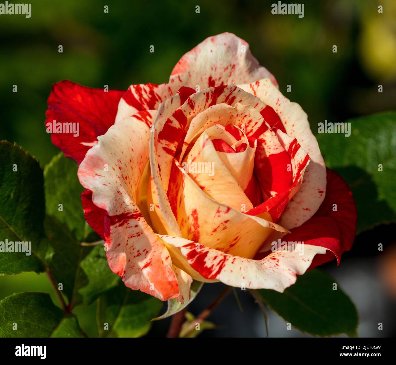 "Hanky Panky' Floribunda Rose, Floribundaros (rosa) Foto Stock