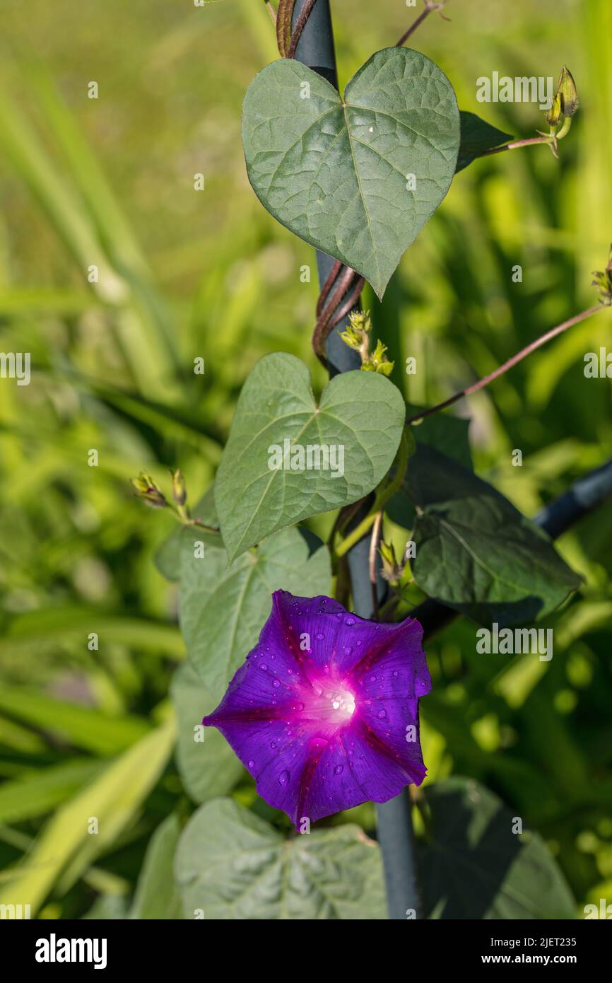 'Nonpa Ott' Gloria Morning comune, Purpurvinda (purpurea di Ipomoea) Foto Stock