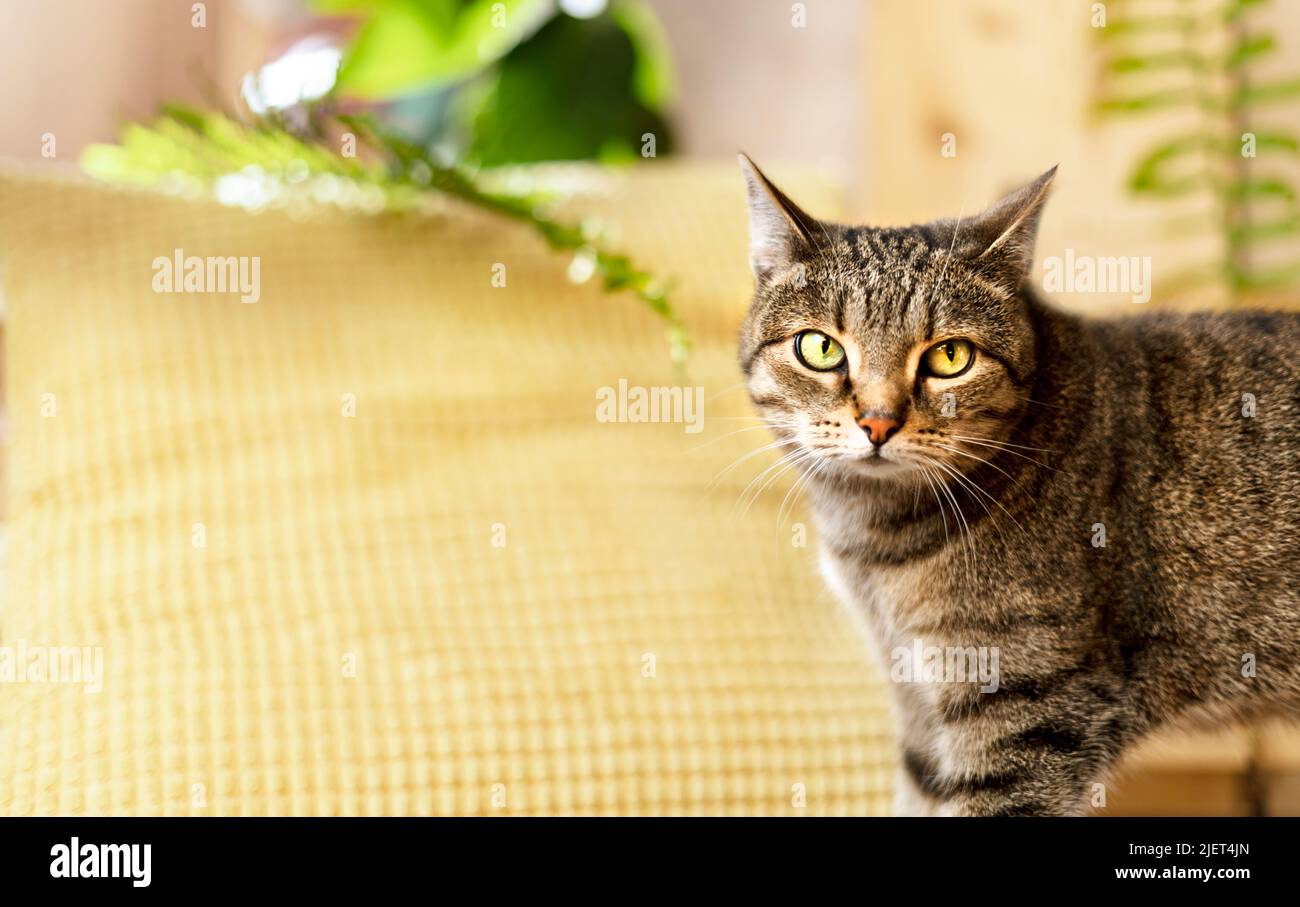 Gatto domestico a righe beige con occhi verdi in casa in soleggiato contro cuscino giallo e piante casa cute animali animali copia spazio selettivo fo Foto Stock